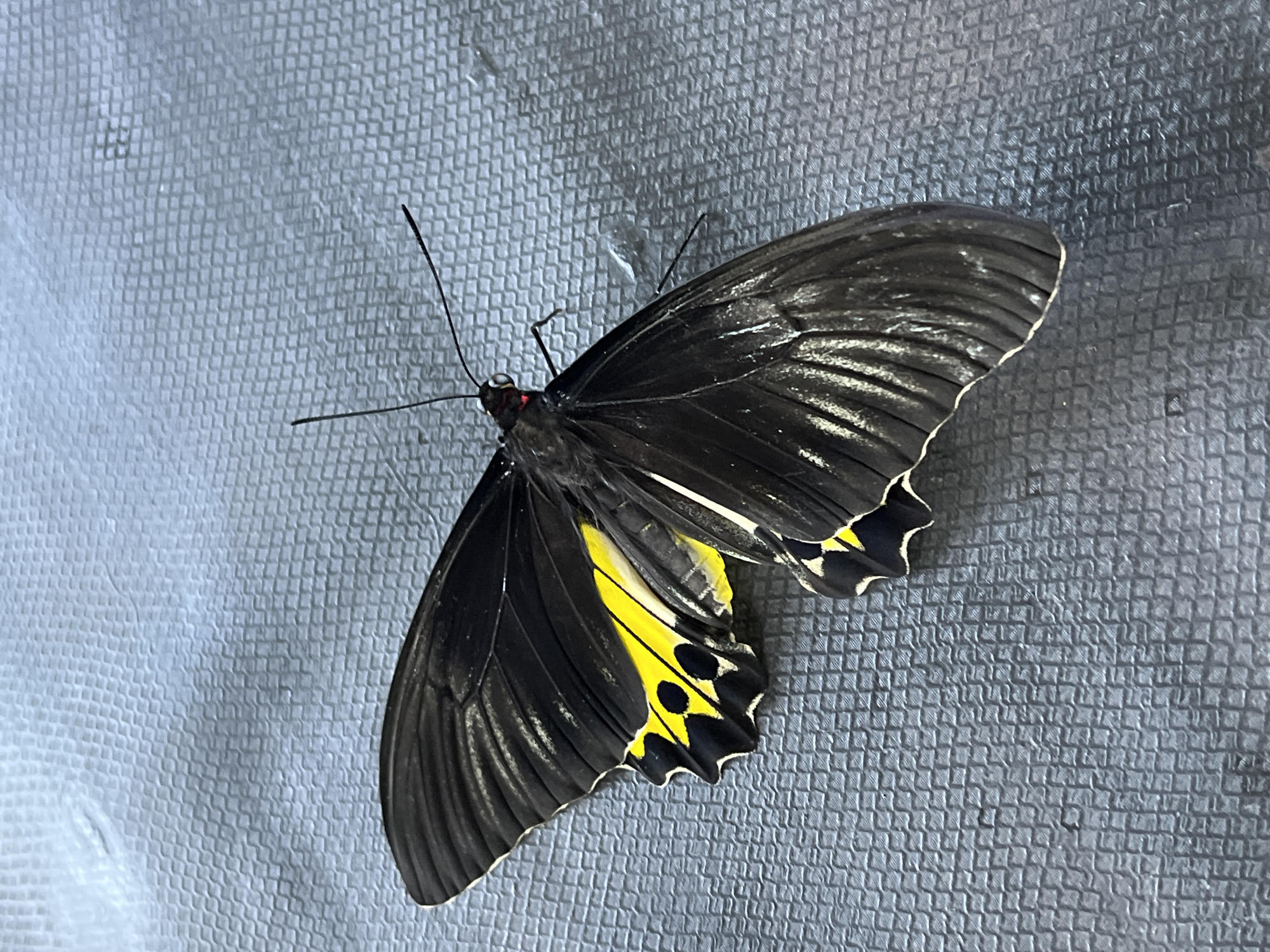 A butterfly, predominantly black with some yellow markings on the lower wings, rests on a gray textured surface. The butterfly is viewed from above. The setting is not ascertainable from the image alone and cannot be definitively placed in Sukawati, Indonesia without additional information.