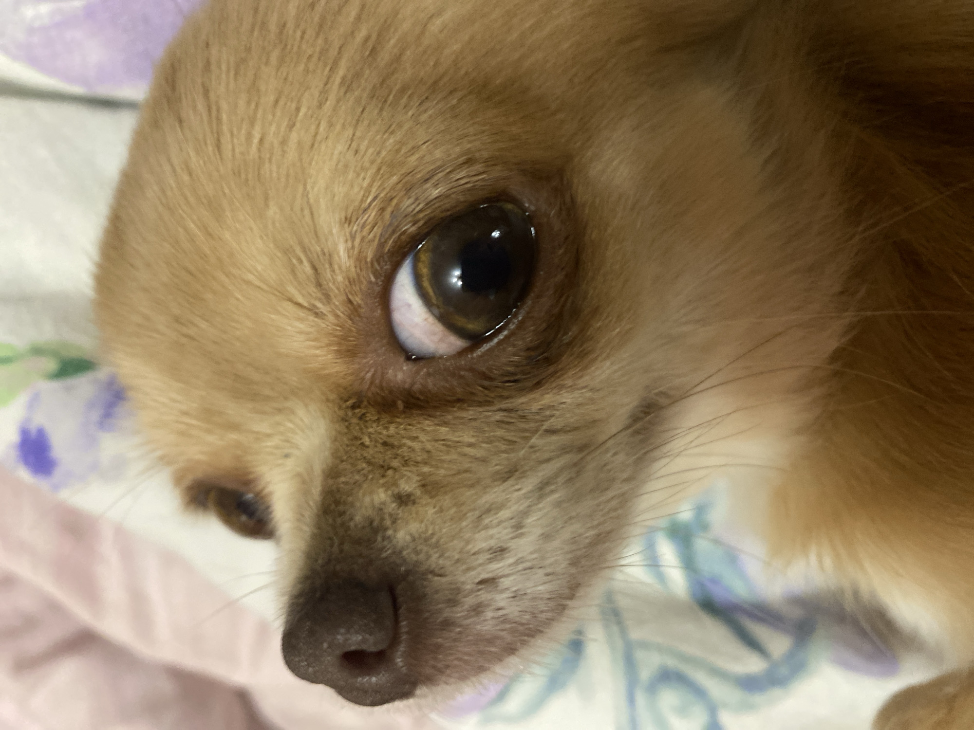 A close-up shot of a fawn-colored Chihuahua dog's face, showing its eye, nose, and a portion of its head. The dog's eye is large, dark brown, and appears to be looking upwards and to the left. The sclera of the eye is visible and slightly reddened. Its nose is dark brown and slightly damp. The dog's fur is short and light brown. The background is out of focus and appears to be a patterned fabric with light pink and purple hues. The image is taken indoors, likely in a domestic setting. There is no information provided that links this image to the city of Andzhiyevsky, Russia.