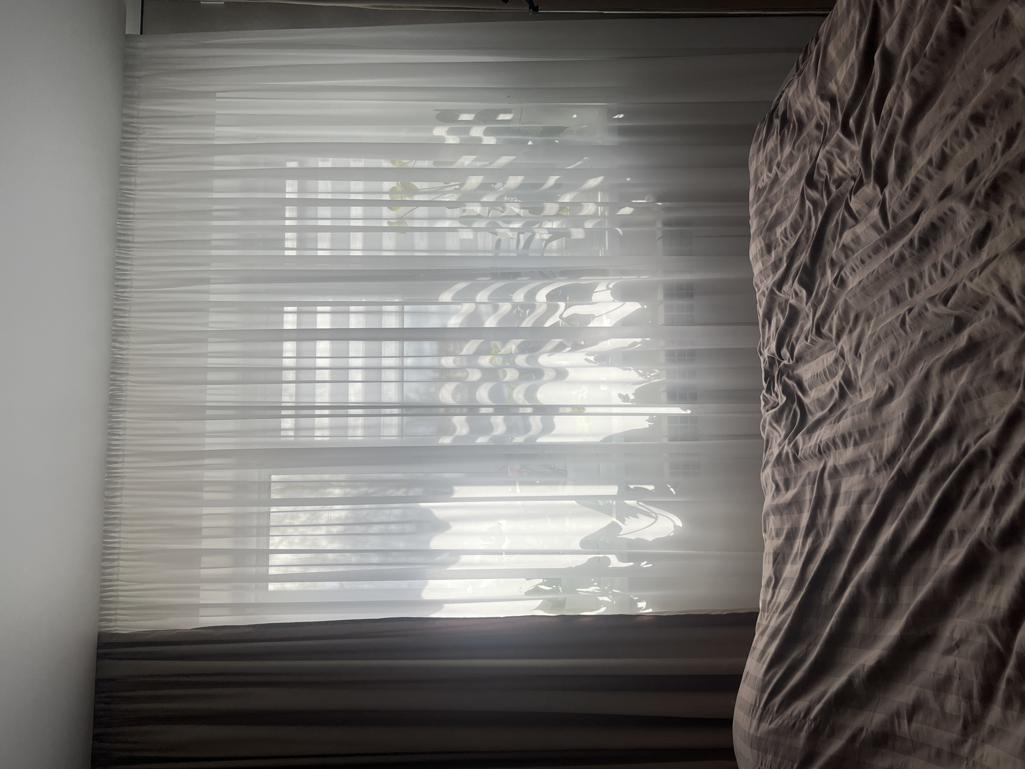 The image depicts a bedroom scene. Sheer white curtains filter sunlight illuminating a window. A plant is partially visible behind the curtains. A dark brown striped bedspread is present on the right side of the frame. The room is located in an unknown location.