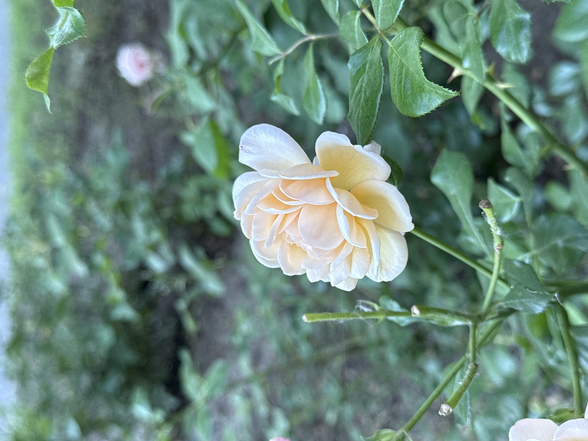 A close-up shot focuses on a pale peach rose in full bloom, its petals delicately layered and slightly curled. The rose is positioned on the right side of the frame, with its stem and leaves visible. The background is a soft blur of green foliage, hinting at a garden setting. A faint, out-of-focus pink bud can be seen in the upper left quadrant of the image, suggesting other roses are nearby. The lighting appears to be natural, possibly late afternoon or early morning, casting a gentle glow on the rose. The overall mood is serene and peaceful, highlighting the natural beauty of the flower. The image was taken in Rostov-on-Don, Russia. No text is visible.