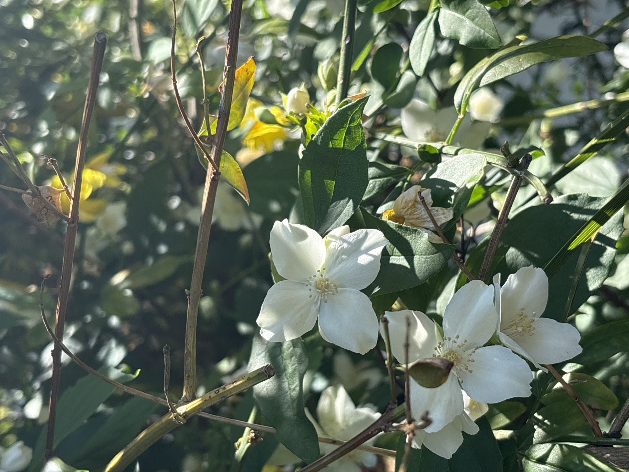 The image shows a cluster of white jasmine flowers in bloom, interspersed with green leaves and brown, twiggy branches. Sunlight filters through the foliage, creating shadows and highlights on the petals and leaves. The composition is naturalistic, capturing a close-up view of the plant. The flowers exhibit a simple, four-petaled structure with prominent stamens. The leaves have a rounded shape with visible veins. The environment appears to be outdoors, potentially a garden or other planted area. There are no people visible in the image. Since the location is known (Bar, Montenegro), we can assume the scene depicts a common flowering plant found in the region's Mediterranean climate.