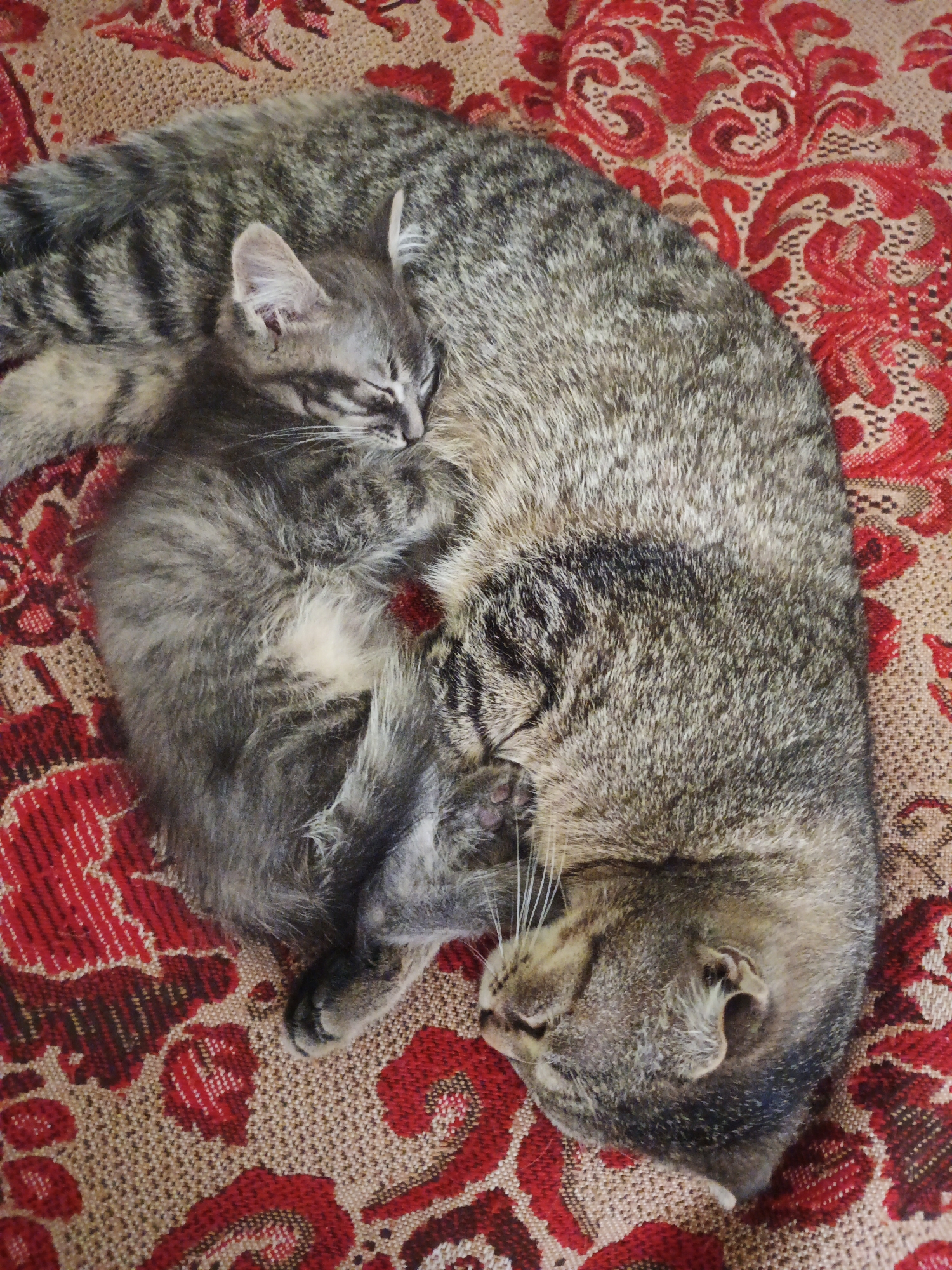 Two tabby cats, one adult and one kitten, are sleeping curled up together on a patterned fabric. The fabric is a warm beige color with a repeating floral pattern in shades of red and dark brown. The adult cat is larger and forms a cushion for the kitten, its body curving around the smaller cat. The kitten is nestled tightly against the adult, its eyes closed and its head resting on the adult's fur. Both cats appear to be deeply asleep, conveying a sense of peace and comfort. The lighting suggests it might be daytime, but the specific time of day or weather conditions are not discernible from the image. The scene is intimate and peaceful, highlighting the bond between the two felines. There is no visible text in the image.