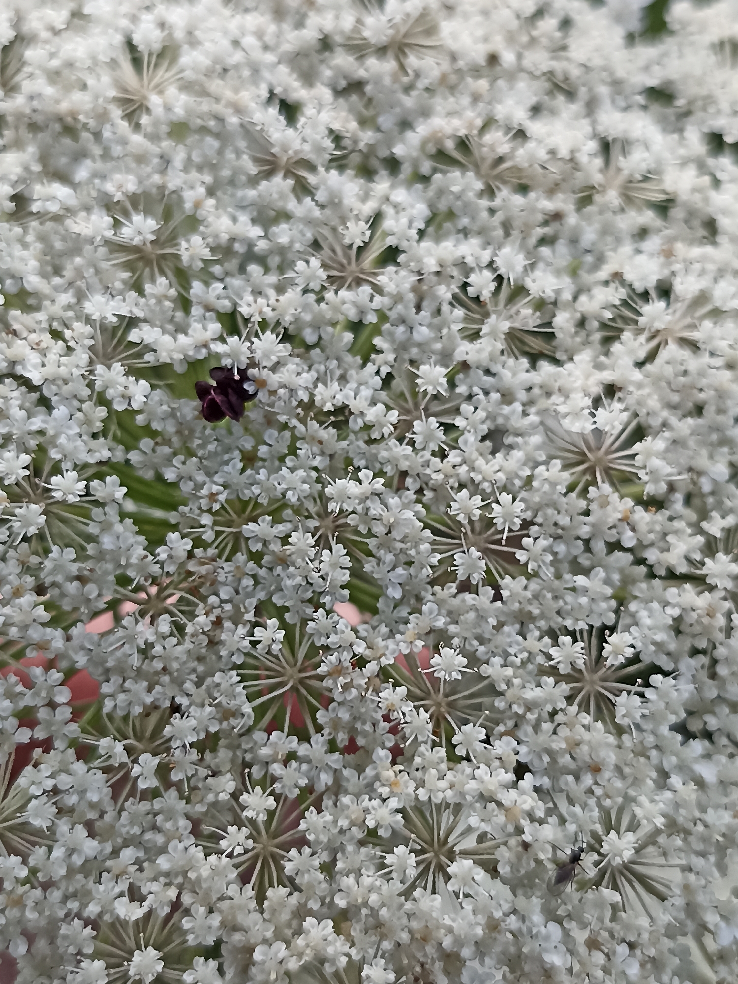 The image is a close-up, vertically oriented photograph of a Queen Anne's Lace flower in Velykyi Oleksyn, Ukraine. The flower head is a dense cluster of small, white, star-shaped florets, forming an intricate, lace-like pattern. In the center of the cluster, there is a single, small, dark purple to burgundy floret. Two small, dark insects are visible on the flower head; one is on the dark floret, and the other is near the bottom right of the image. The background is blurred, showing hints of green foliage. The lighting appears to be natural daylight, casting soft shadows and highlighting the delicate details of the flowers.