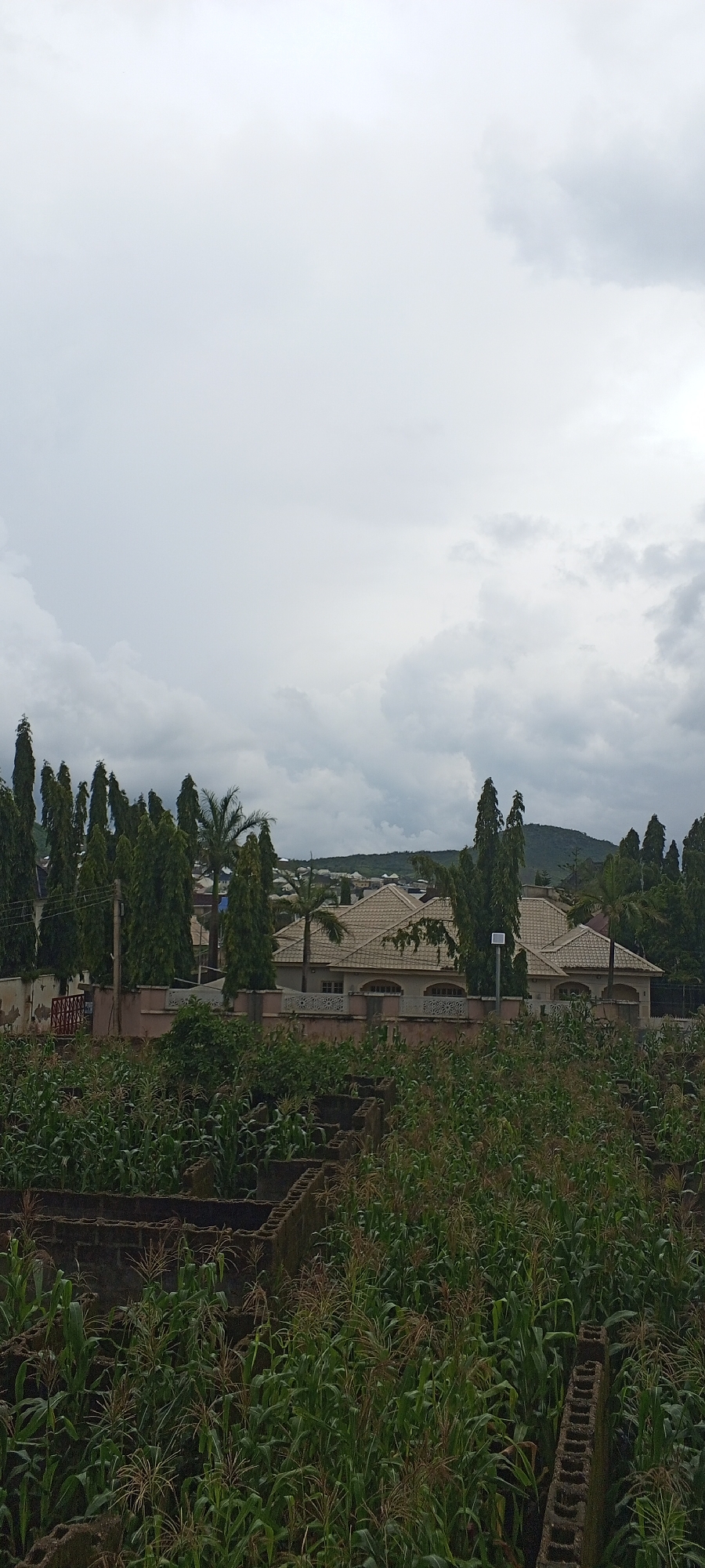 The image depicts a residential area in Jos, Nigeria. In the foreground, a field of tall, green corn stalks is visible, interspersed with the crumbling brickwork of what appears to be a foundation or raised garden beds. Behind the cornfield, a cluster of tall, slender trees stands, some with palm fronds. Beyond the trees, a light-colored, single-story house with multiple gabled roofs is prominent, featuring arched windows and decorative fencing along its perimeter. The house is surrounded by more trees, and in the distance, rolling hills can be seen under a cloudy sky. The overall impression is one of a somewhat overgrown but established residential property. There are no people or animals visible in the image.