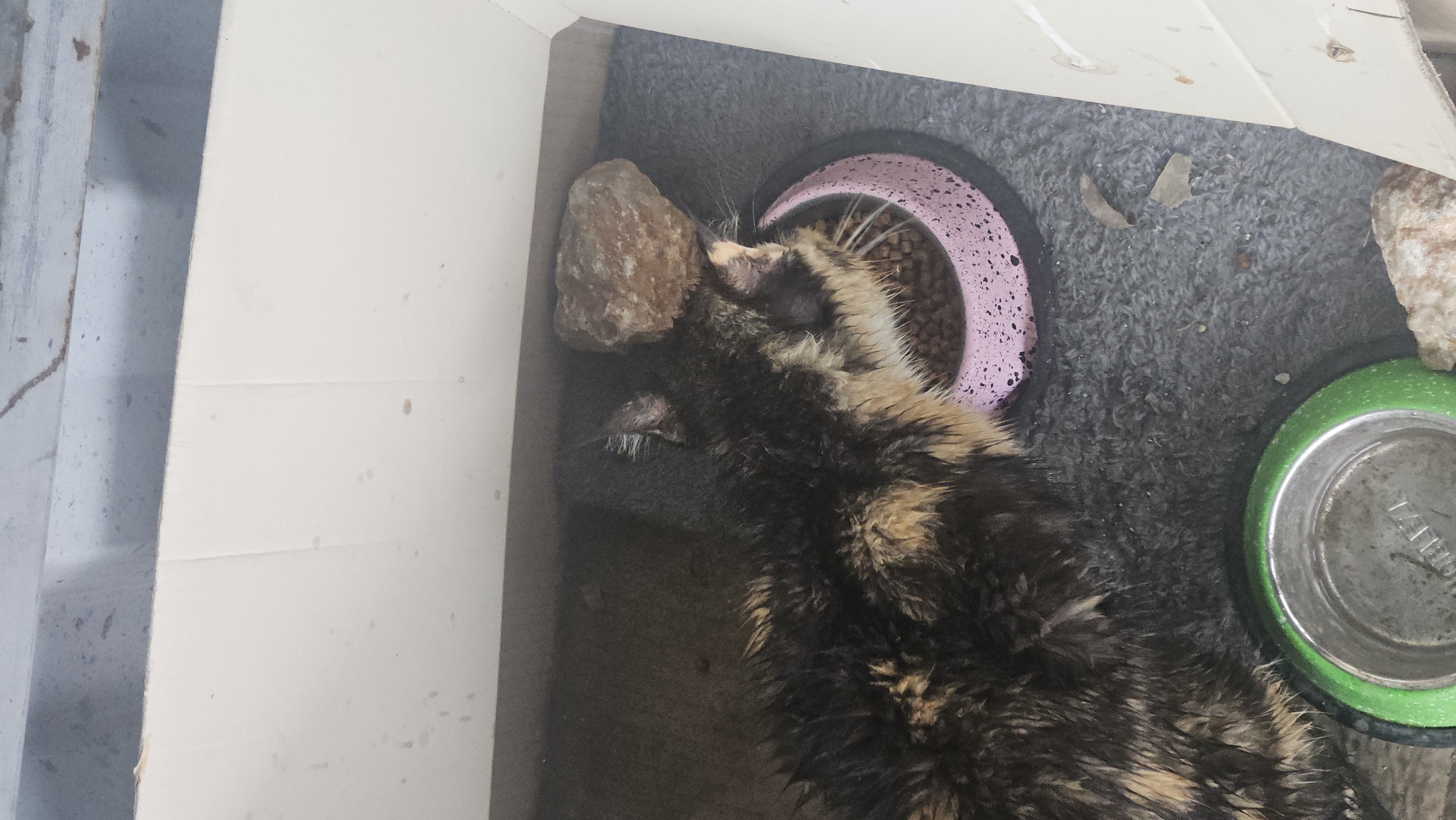 A wet tortoiseshell cat is eating from a pink food bowl in an outdoor enclosure. There is a rock next to the cat and another rock near a green bowl. The location is Tsaratsovo, Bulgaria.