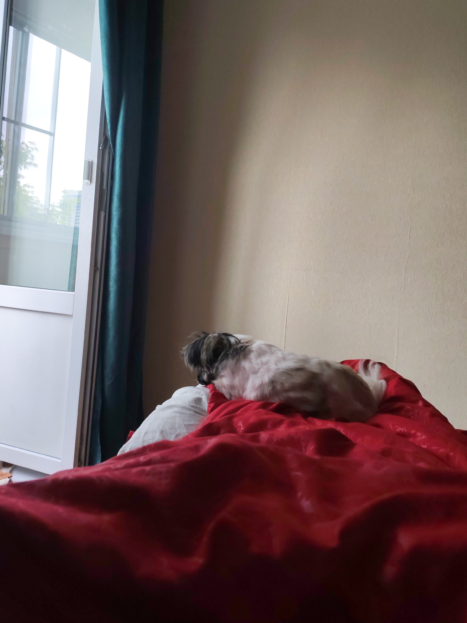 This image captures an indoor scene within a room in Izhevsk, Russia. The primary subject is a small, long-haired dog, consistent with a Shih Tzu or similar breed, characterized by white and light brown fur on its body and darker, possibly grey or black, fur on its head. The dog is lying on its stomach on a white pillow, which rests upon a red duvet. Its back is towards the viewer, and its head is turned to the left, facing a large window or balcony door.
The red duvet, covering the lower portion of the frame and extending towards the midground, displays a subtle, embossed pattern of intertwined shapes or floral motifs. To the left of the frame, a multi-paneled white-framed window or door allows ample natural light into the room. The exterior view through the glass reveals green foliage, likely from trees, and faintly discernible structures, suggesting an urban or suburban environment. A dark teal-colored curtain, made of a velvet-like fabric, hangs partially drawn on the right side of the window, exhibiting vertical folds. The right side of the image is dominated by a plain, light beige wall with a fine, subtle vertical textured pattern. The lighting is bright and natural, primarily originating from the window on the left. No human presence is visible.