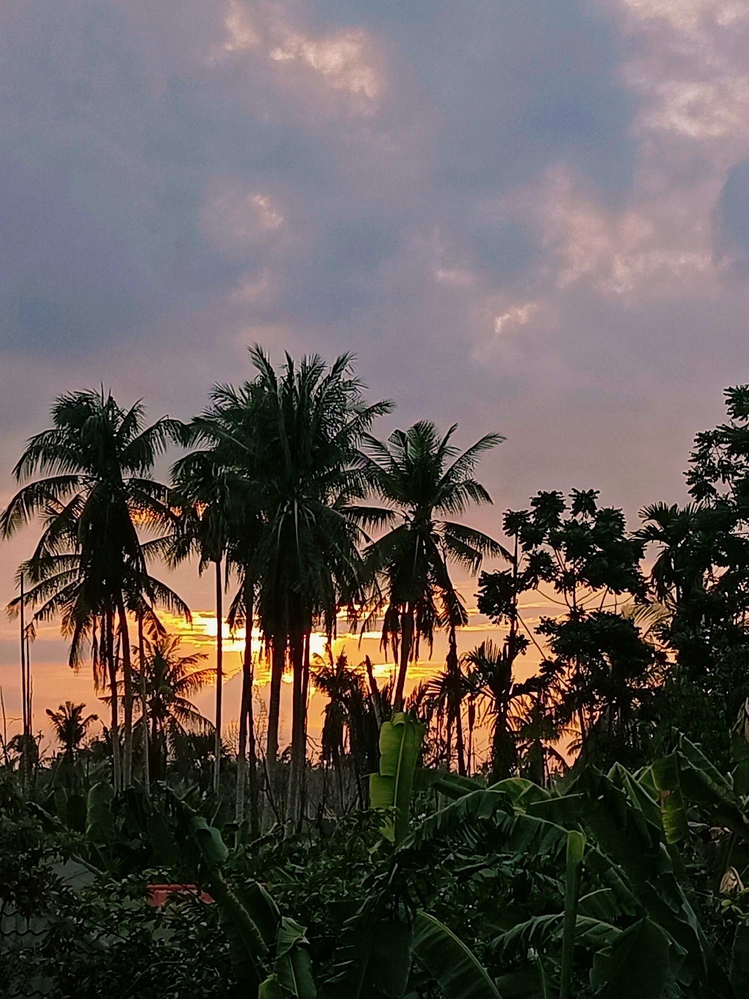 In Blang Cut, Indonesia, a dense tropical landscape is silhouetted against a vibrant sunset. The sky is a canvas of soft purples and oranges, with dramatic clouds catching the last rays of sunlight. Dominating the scene are several tall coconut palm trees, their fronds reaching upwards, creating intricate patterns against the twilight sky. Interspersed among them are other tropical trees and lush, broad-leafed plants, possibly banana plants, forming a thick, verdant undergrowth. The setting sun casts a warm glow through the palm fronds, illuminating the scene with an ethereal light and creating long shadows. The overall impression is one of tropical serenity at dusk.