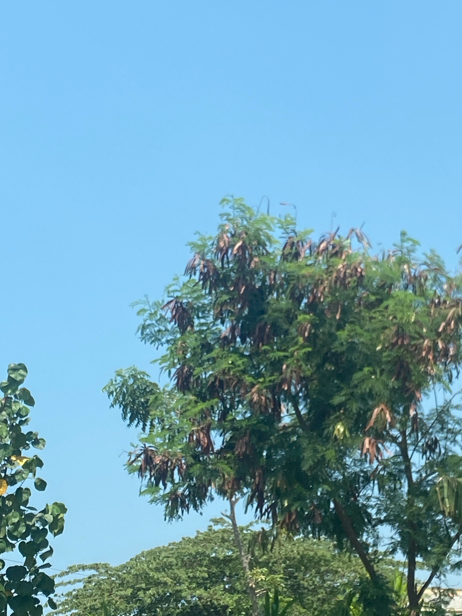 The image shows a clear blue sky above a cluster of trees. The trees are lush and green with some brown seed pods hanging from the branches. The main tree in the foreground is the largest and most detailed, with its leaves and seed pods clearly visible. To the left, another tree with large, heart-shaped leaves is partially visible. In the background, the tops of other trees form a dense green canopy. The scene appears to be an outdoor environment, likely a park or a residential area, given the presence of trees and vegetation. The lighting suggests it is daytime, with the sun high in the sky. There are no people or animals visible in the image. The image was taken in Probolinggo, Indonesia, suggesting a tropical or subtropical climate.