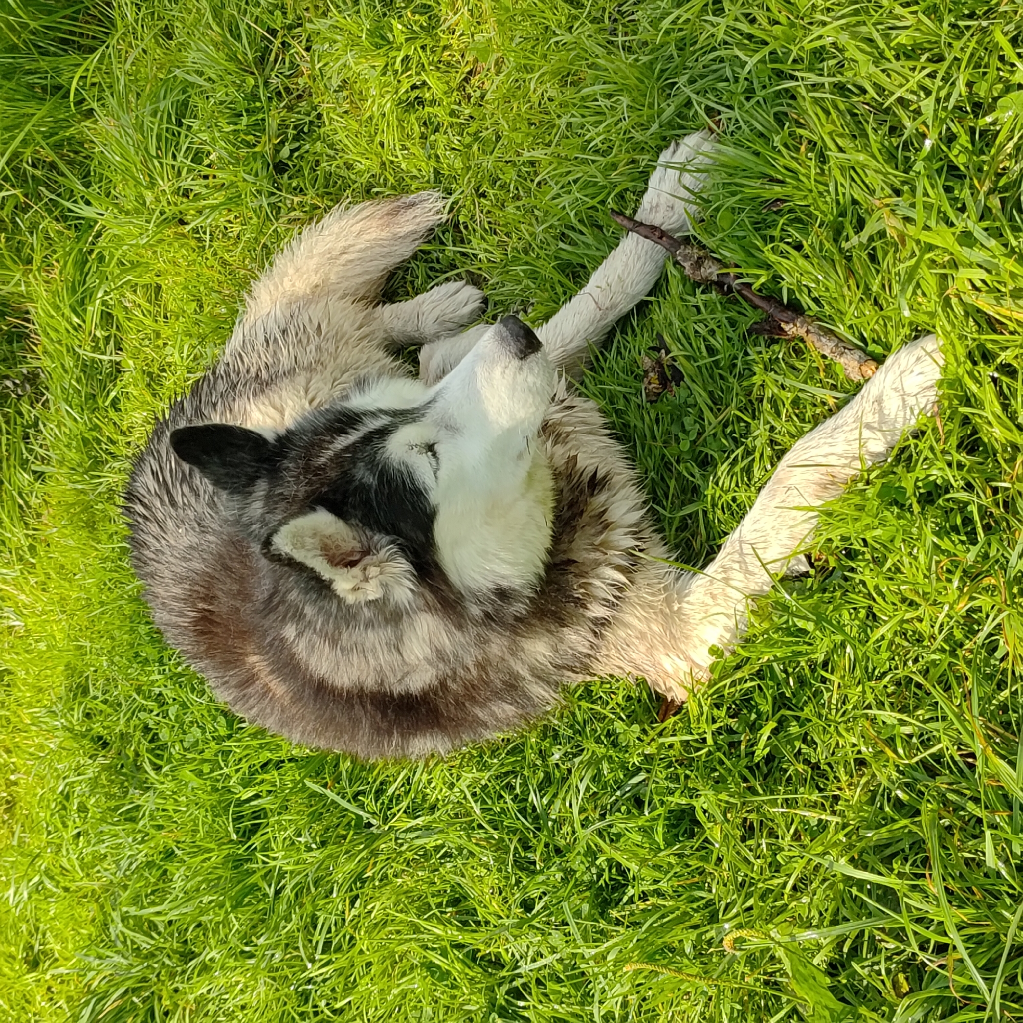 A husky lies on bright green grass in Markovo, Russia. The dog is lying on its side, with its head turned to the right, eyes closed. Its fur is wet, and it appears to be panting. There is a small stick on the grass near its front paws. The sun is shining, casting shadows on the grass.
