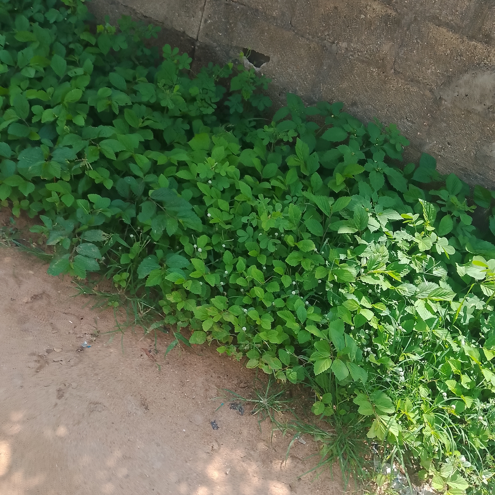 The media file shows a close-up, high-angle view of a dense patch of vibrant green vegetation growing along a textured concrete wall. The plants are varied in leaf shape and size, with some featuring small, delicate white flowers. Some blades of grass are also visible amongst the foliage. The ground in the foreground is a sandy, light brown earth with some shadows cast across it, suggesting it is outdoors. The concrete wall is rough and shows signs of weathering. A small, dark opening is visible in the wall, higher up and to the left of the frame. The scene appears to be in a natural or semi-natural outdoor environment, likely in Jalingo, Nigeria, given the location context. There is no discernible activity or event taking place, and no visible text. The lighting suggests it is daytime, likely with bright sunlight.
