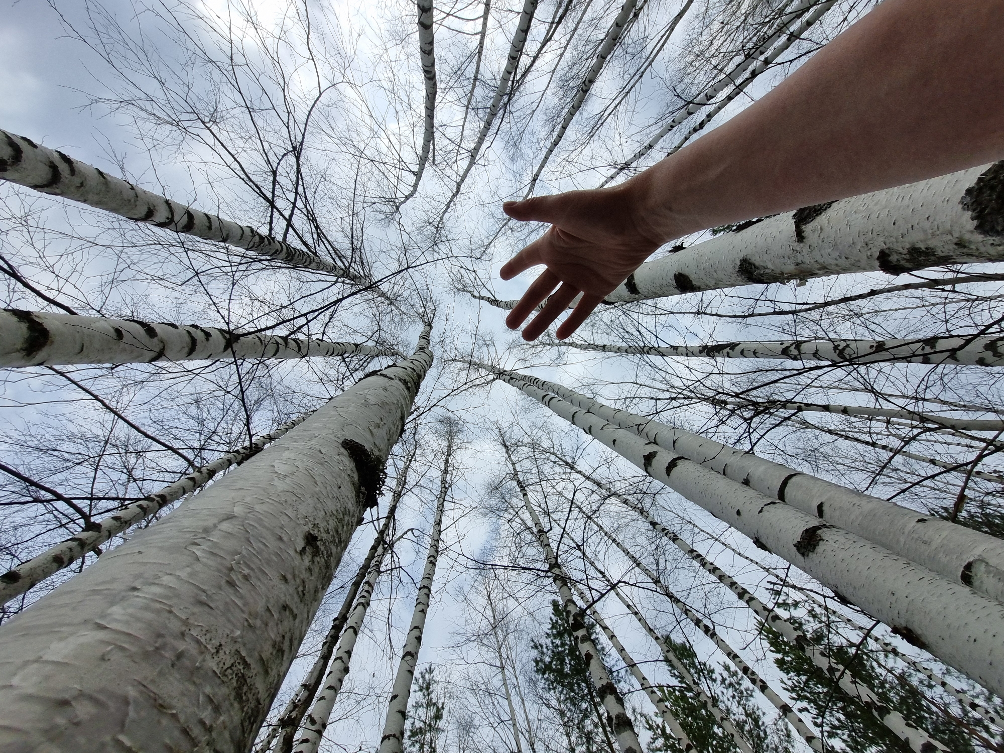 The image is a low-angle shot of a birch forest. The white bark of the birch trees is visible with dark markings. Most of the trees are bare, with only thin branches. A human arm and hand are in the foreground, reaching towards the trees. The sky is overcast and gray. The photo was presumably taken in a forest area in or near Kemul, Russia.