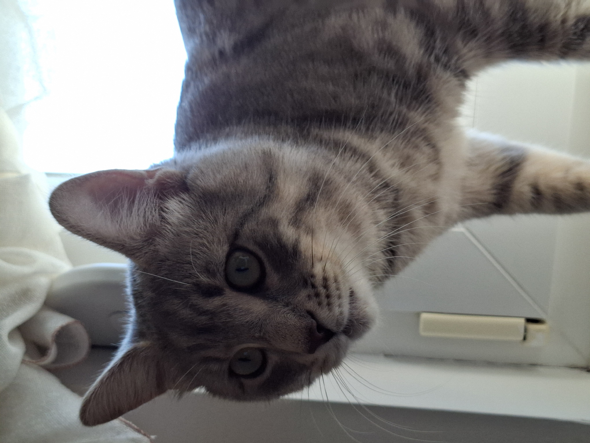 A grey tabby cat with green eyes is peering down at the camera. The cat is positioned on a white surface, possibly a windowsill. A white towel is partially visible on the left side of the image. A window is in the background. The exact location in Novi Sad, Serbia, cannot be determined from the visual information provided.