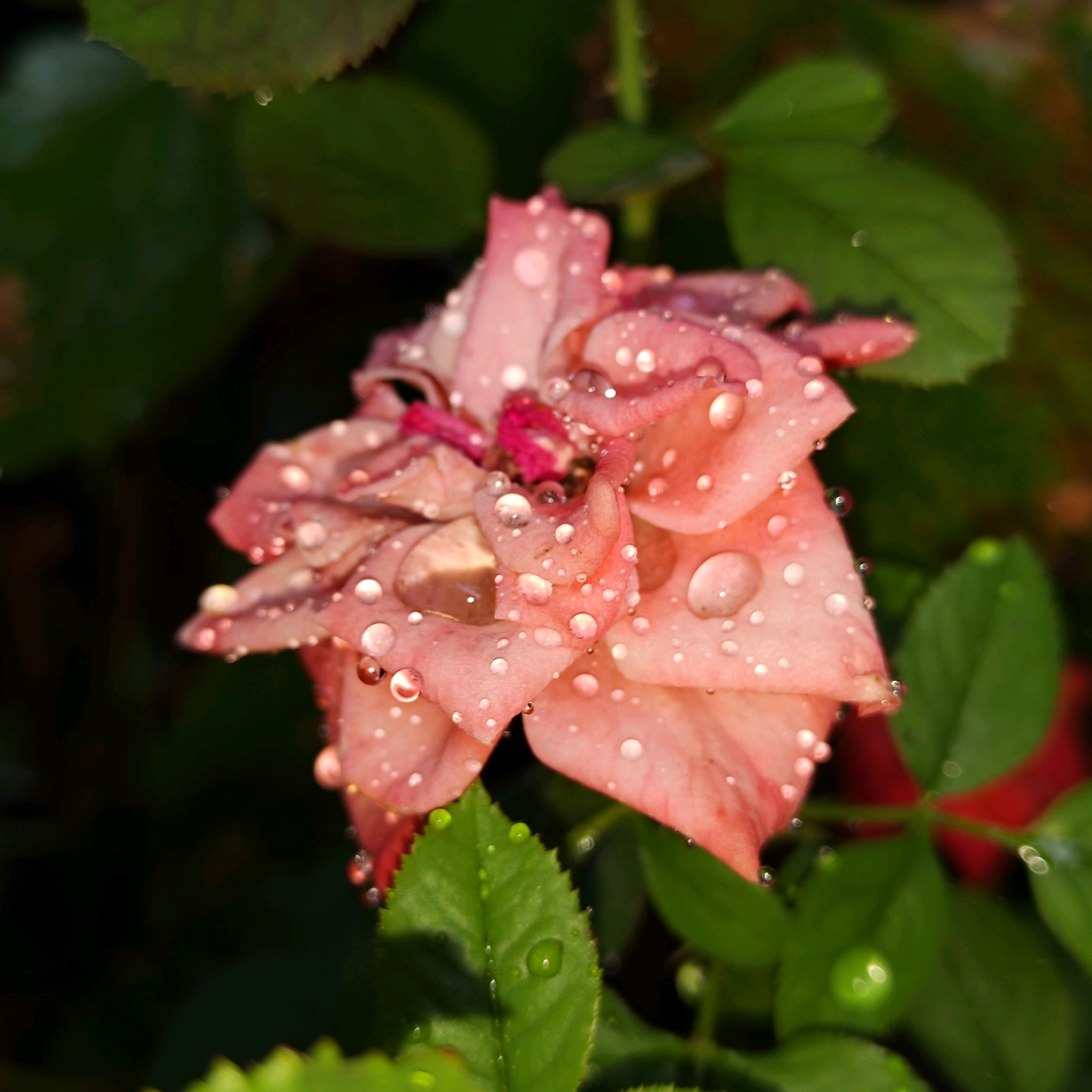 A close-up, macro photograph features a pink rose adorned with numerous water droplets. The rose is in bloom, with its petals slightly unfurled and tinged with pink and a hint of magenta at the center. The water droplets, varying in size, cling to the surface of the petals, reflecting the light and adding a glistening effect. The background consists of dark green foliage, creating a soft bokeh effect that blurs out any surrounding details. The lighting appears natural, possibly from an overcast sky or diffused sunlight, highlighting the texture of the petals and the transparency of the water. The image has a shallow depth of field, with the rose being the sharpest element. There are no people or any man-made objects visible in the scene. The image evokes a sense of natural beauty and tranquility, capturing a moment after a rain shower or dewfall. This scene is likely found in a garden or natural setting within Khujand, Tajikistan, a city known for its historical significance and lush green spaces.