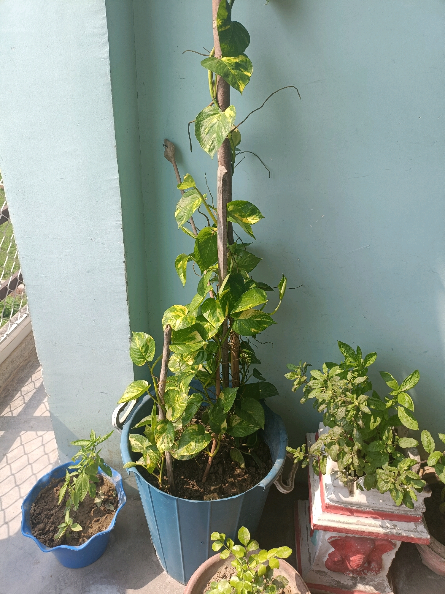 A medium shot captures a sunlit scene of potted plants on a rooftop or balcony in Mohanlalganj, India. The primary focus is a tall Money Plant (Epipremnum aureum) with variegated green and yellow leaves, supported by a wooden stake. To its left, a smaller plant with slender green leaves is potted in a blue, irregularly shaped plastic container. To the right of the Money Plant, a cluster of leafy green plants, possibly basil or mint, grows in a decorative, multi-tiered pot with red and white accents, which features an elephant motif. Another potted plant with small green leaves is partially visible in the foreground. The backdrop is a textured, light blue wall, with a sliver of a white railing and a glimpse of green foliage visible on the left side, suggesting an outdoor urban environment. The lighting indicates it is daytime, with strong shadows cast by the plants.