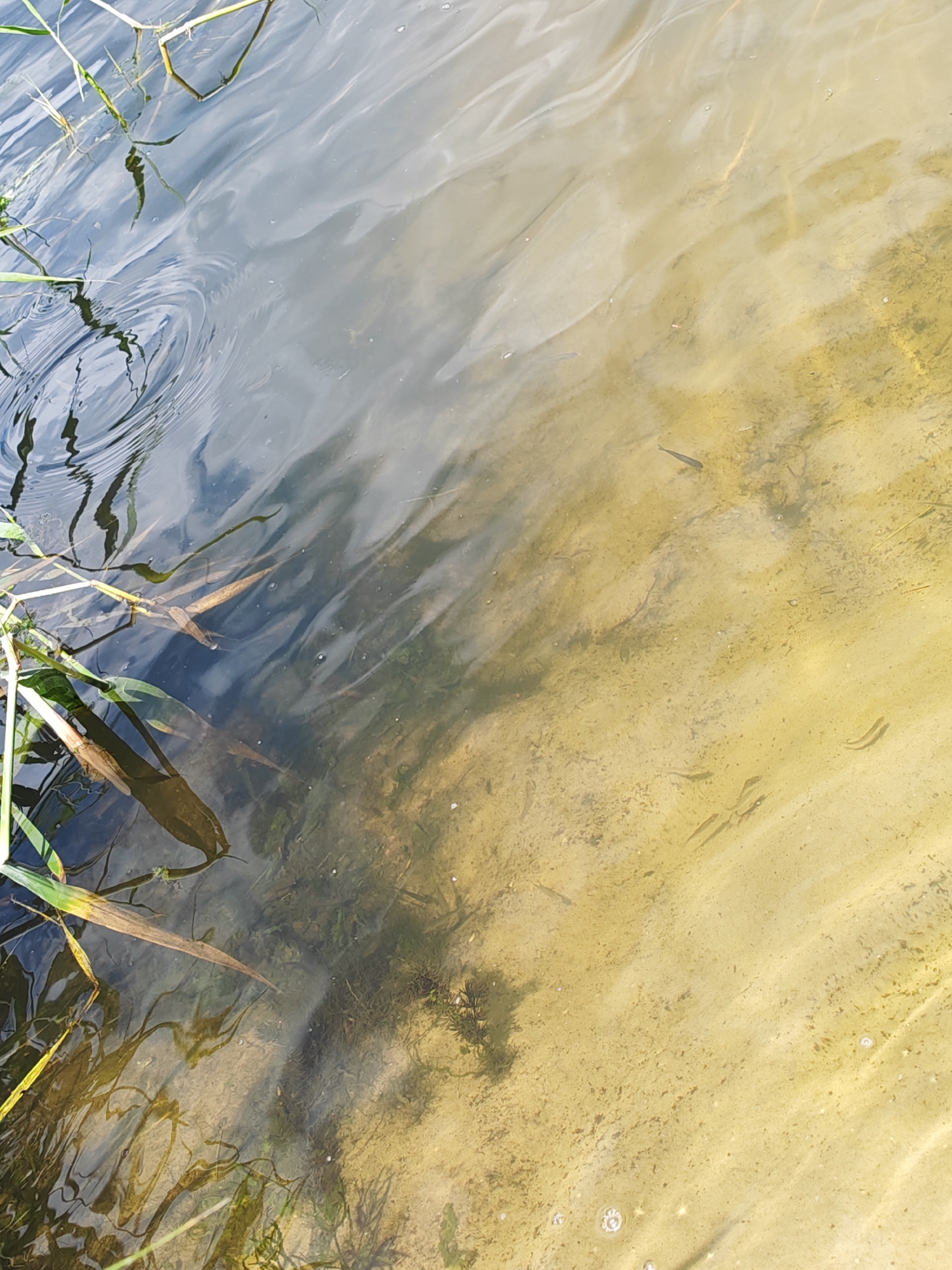 The image depicts a shallow body of water, possibly a river or pond, with a sandy bottom. The water is clear enough to see the bottom and several small fish swimming near the surface. Aquatic plants are visible along the edges, with some partially submerged. The lighting suggests an outdoor, daytime setting. There are no people or man-made structures visible. This scene is located in Krutinskii, Russia.