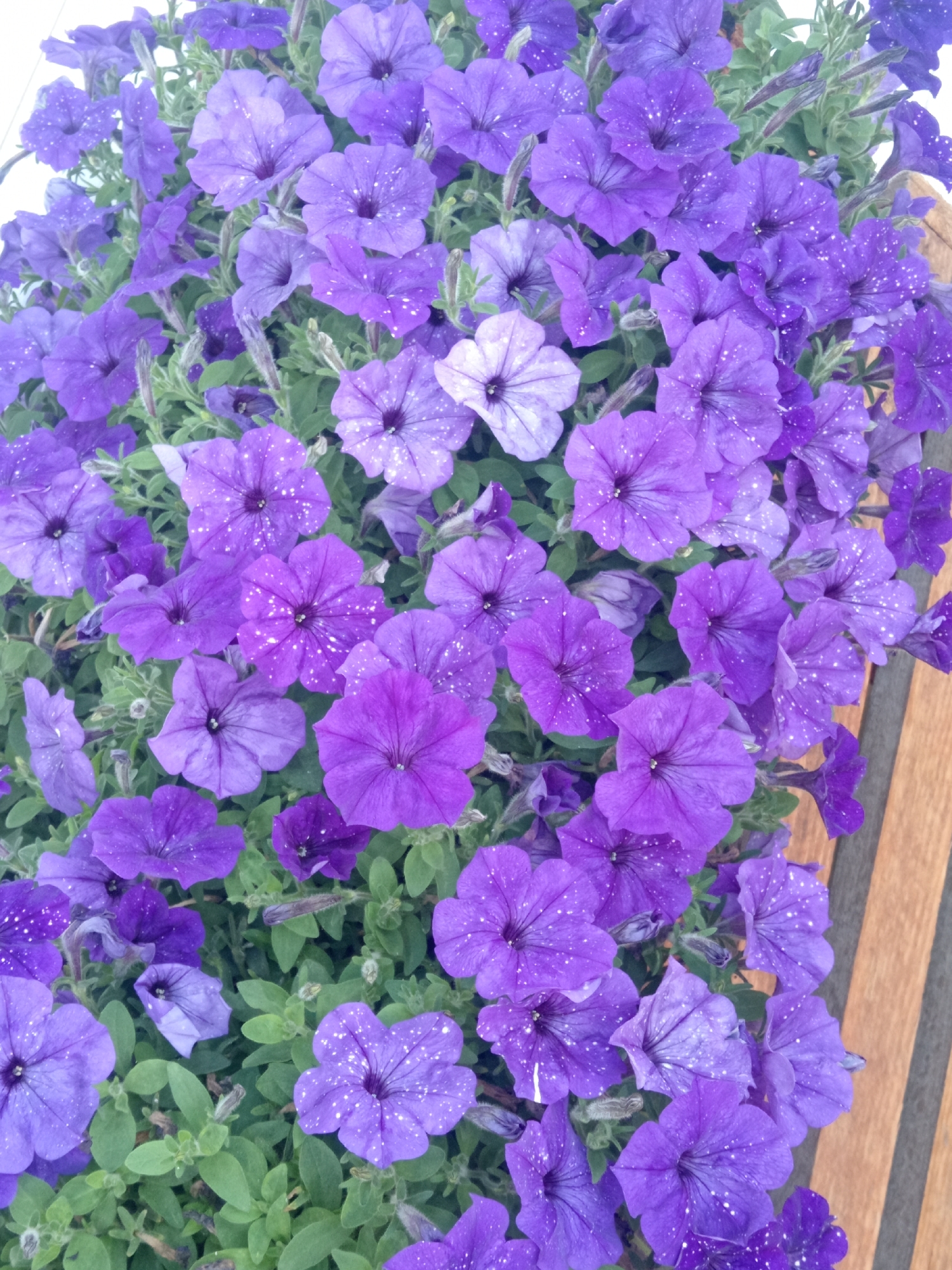 The image is a close-up, overhead view of a dense cluster of purple petunias, some of which have small white speckles. The flowers are in various stages of bloom and are interspersed with green foliage. The scene appears to be outdoors, with a wooden surface, possibly a bench or railing, visible on the right side of the frame. There are no people or animals present. The image does not contain any information that would indicate a specific location in Belogorsk, Russia.