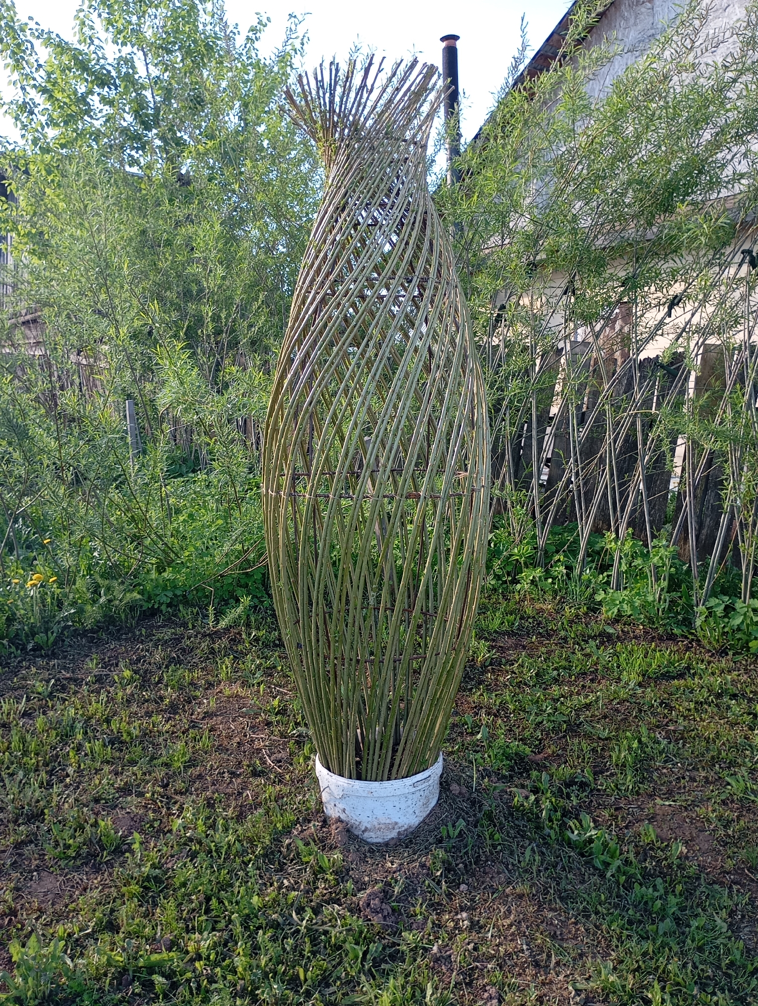 The image shows a tall, vase-shaped structure made of woven green twigs in a grassy yard. The base of the structure is inside a white bucket. The yard appears to be overgrown with grass and weeds. In the background, there are trees and a weathered wooden fence. A building with a chimney is visible in the distance. The location is Unknown, Unknown.