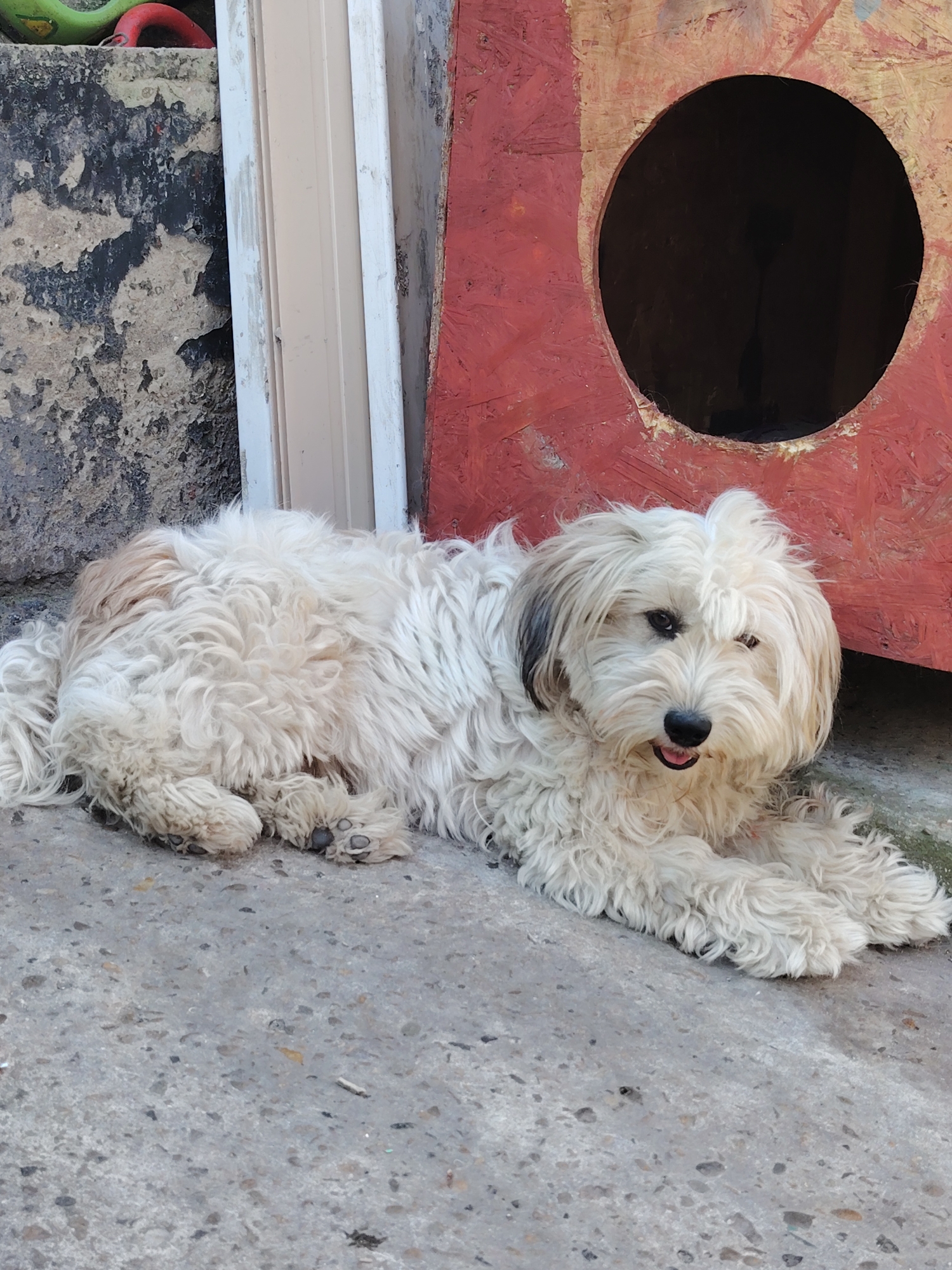 An off-white, shaggy dog with light brown markings on its head and body lies on a concrete surface. The dog is facing towards the right side of the frame, with its head turned to look at the camera. Its mouth is slightly open, revealing its tongue. Behind the dog, there is a red, wooden structure with a circular opening, resembling a doghouse. To the left of the doghouse, a portion of a wall with peeling paint is visible, along with a cream-colored vertical frame. The scene appears to be outdoors, possibly in a yard or alleyway, in the city of Rostov-on-Don, Russia. The concrete surface shows a textured pattern with scattered debris. The overall lighting suggests it is daytime.