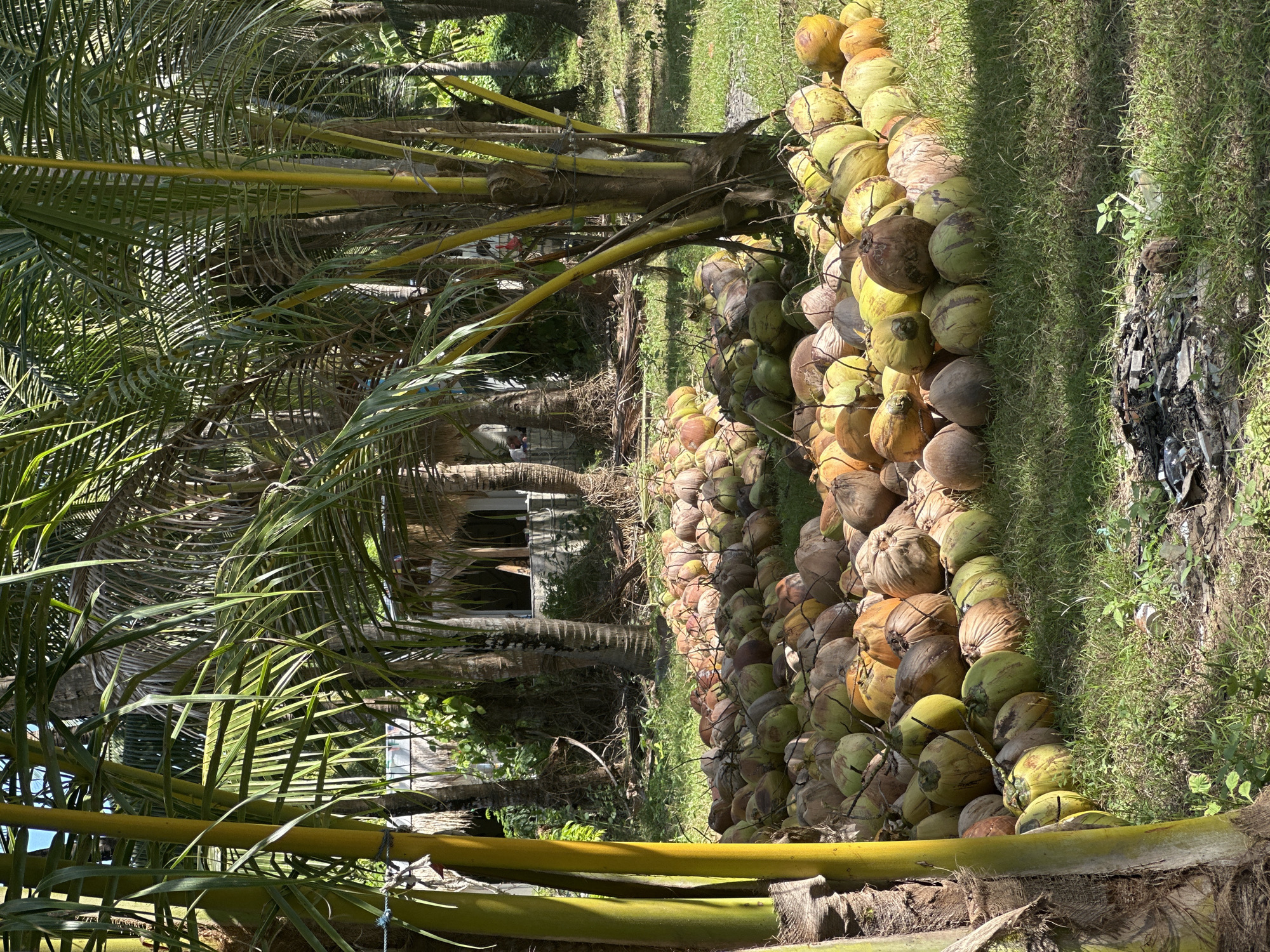 The image shows a large pile of coconuts on the ground next to coconut trees in Nusa Penida, Indonesia. The coconuts are piled high and arranged in a row, with some scattered on the grass. The coconut trees are tall and slender, with green fronds and yellow trunks. A small structure is visible between trees. The environment is sunny and tropical.