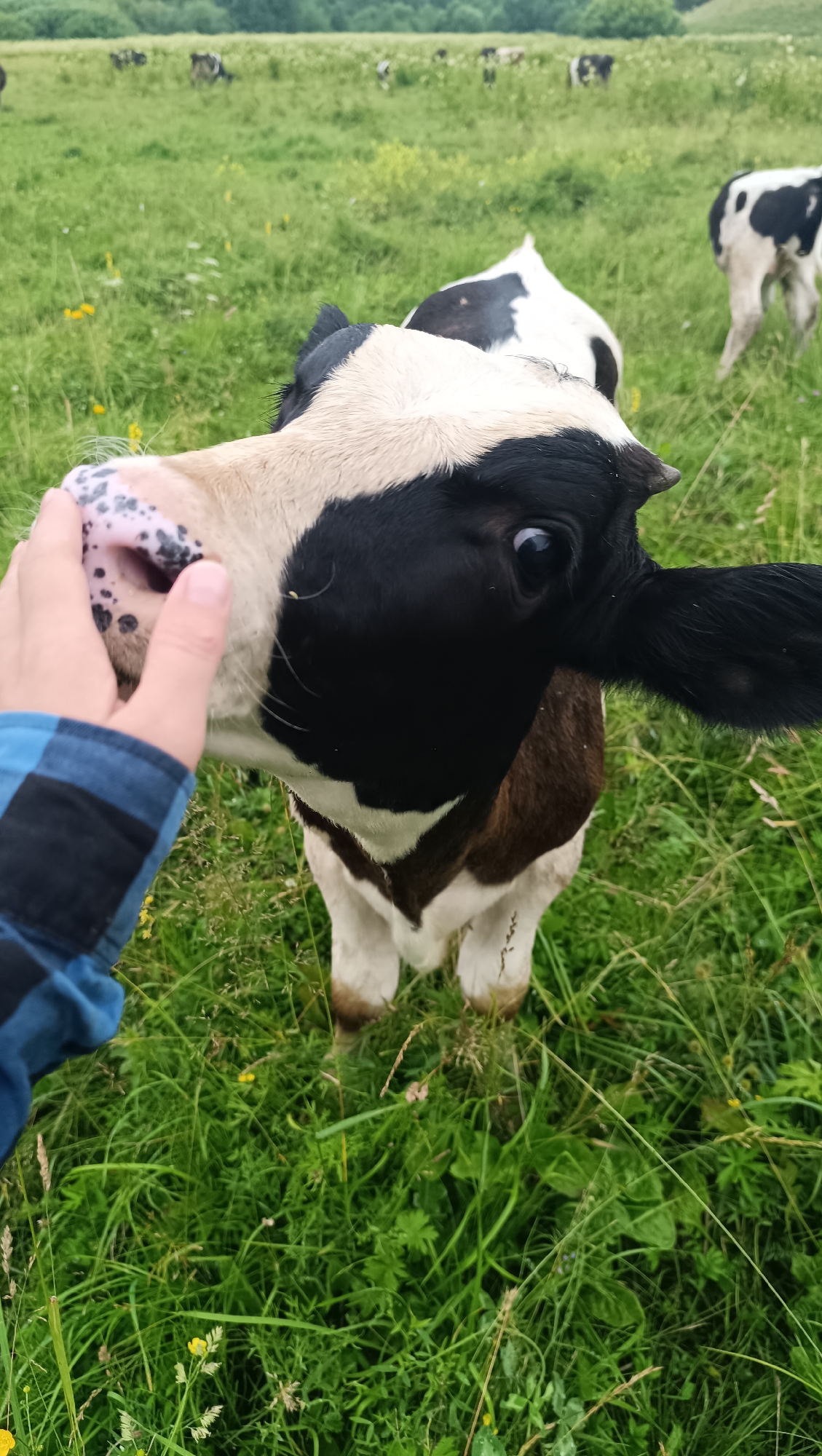 A black and white calf with speckled pink nostrils is being petted on the nose by a hand wearing a blue and black checkered sleeve. The calf's head is close to the camera, with its large brown eye visible. The background is a grassy field with other cows in the distance and a line of trees along the horizon. The scene appears to be in a rural setting, and there is no indication that it is located in the city of Karsha, Russia.