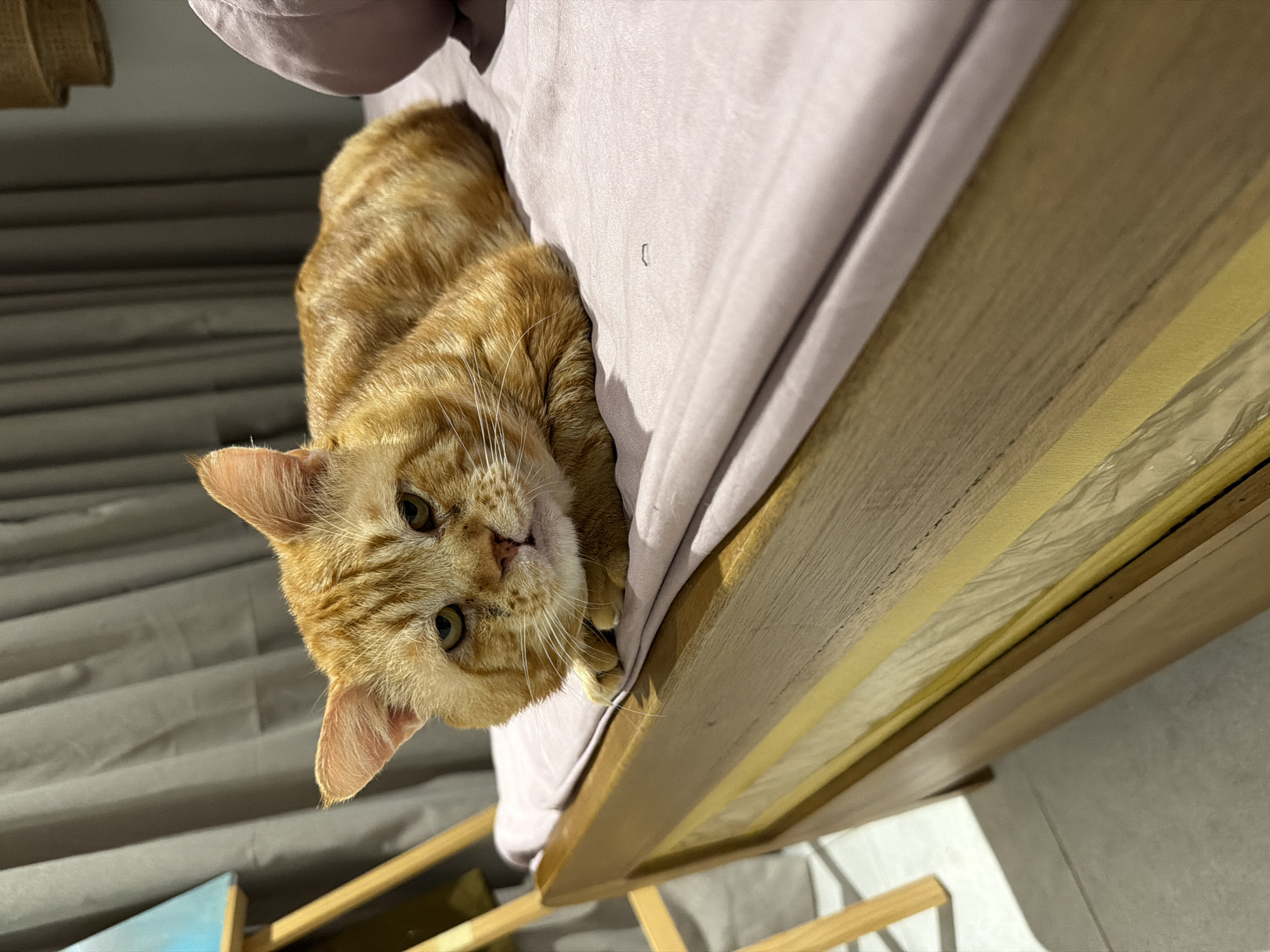 A medium shot, taken from a slightly elevated angle, depicts a tabby cat partially on a bed, within a residential setting in Ungasan, Indonesia. The cat is positioned on its side, its head and forepaws resting on the edge of the bed. The bed is covered with a light purple sheet. The bed frame is made of light-colored wood. The background features a light gray curtain and glimpses of the floor. The cat's coat displays orange and light brown stripes.