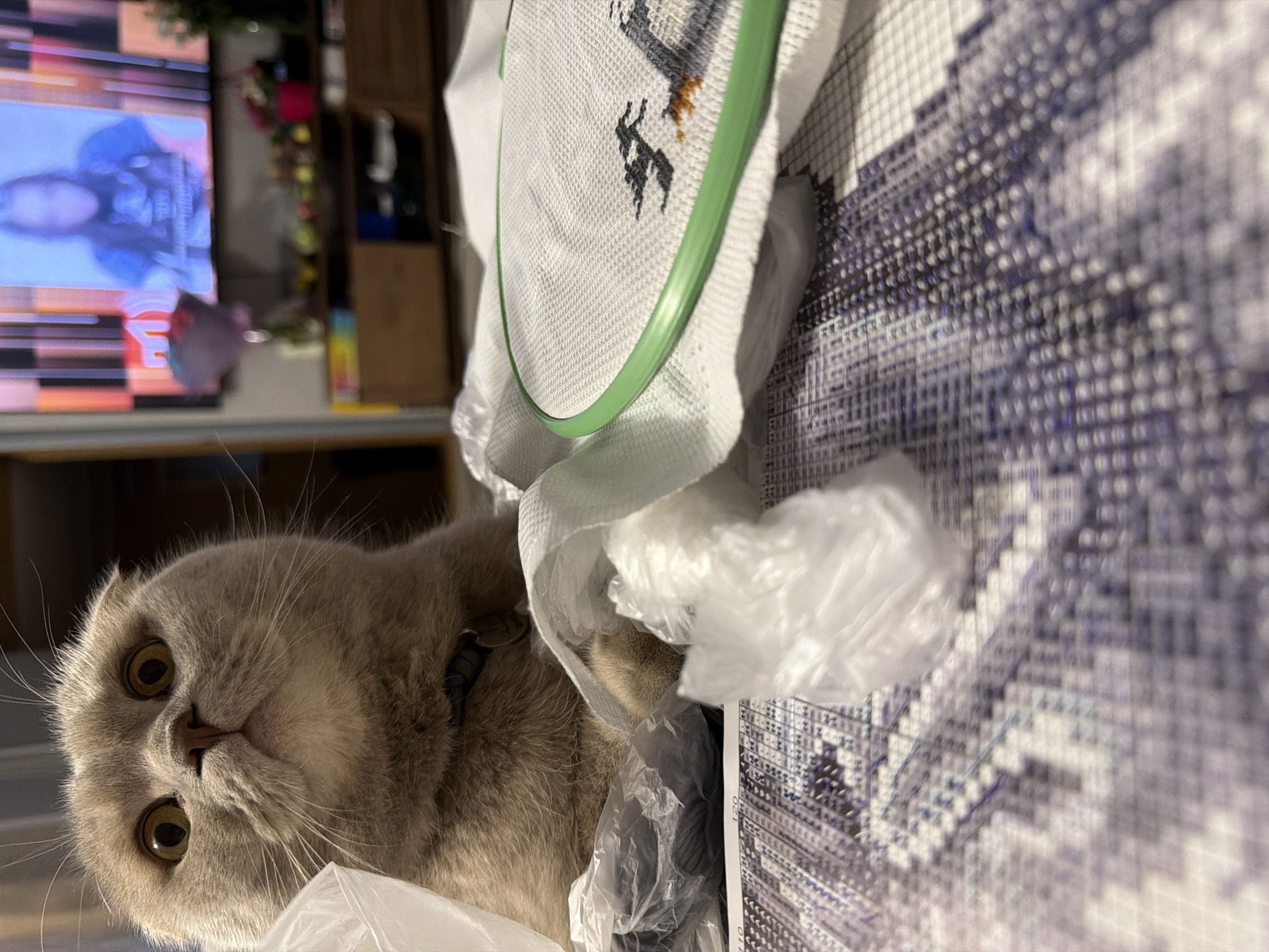 A close-up, slightly rotated image shows a light brown Scottish Fold cat with yellow eyes looking at the camera. The cat is partially obscured by crumpled clear plastic packaging. Behind the cat is a cross-stitch project in progress, secured in a green embroidery hoop. The project features black and brown thread forming a design. The canvas for the cross-stitch is marked with a grid pattern in blue. In the blurred background, a television displays a person's face and colorful graphics. A wooden cabinet is also visible. There is no definitive evidence of the location being Chaikovsky, Russia within the image.