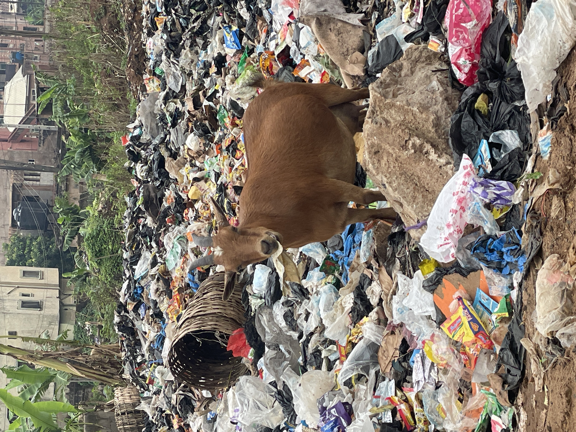 A brown goat stands on a large pile of garbage in Onitsha, Nigeria. The garbage includes plastic bags, paper, and food waste. A woven basket and large stones are visible within the trash pile. Buildings and foliage can be seen in the background.
