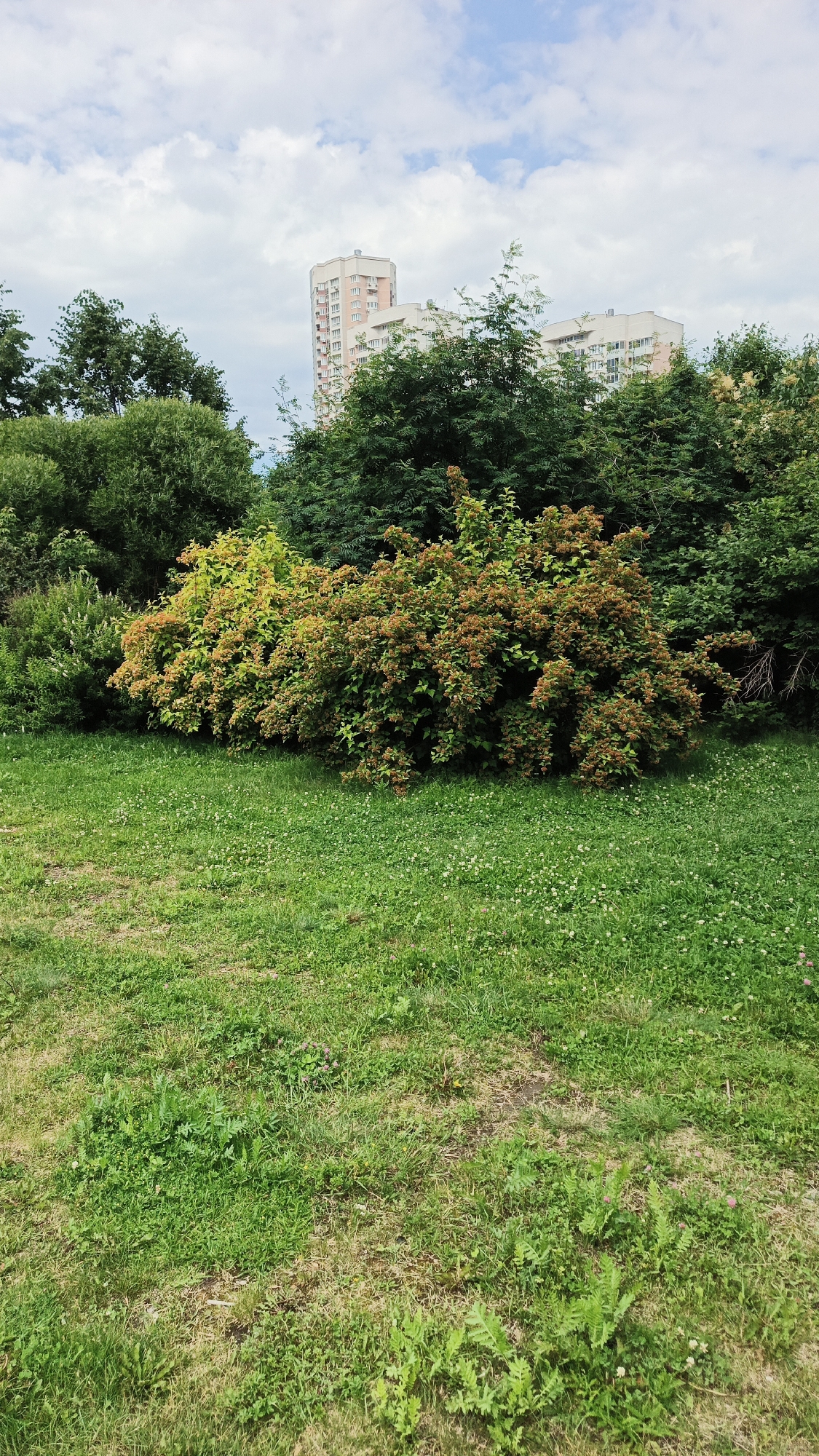 This image depicts a residential area in Yekaterinburg, Russia, with a mix of natural elements and urban structures. In the foreground, a vibrant green lawn dotted with small white clover flowers stretches towards a dense cluster of bushes and trees. The bushes in the center are particularly notable, with a mix of yellow-green and reddish-brown foliage, suggesting either seasonal changes or different plant species. Behind the greenery, two multi-story residential buildings rise against a backdrop of a partly cloudy sky. The buildings appear to be constructed of light-colored materials, possibly concrete or brick, with numerous windows. The overall scene suggests a communal green space within a developed urban environment, likely a courtyard or a park adjacent to apartment buildings.