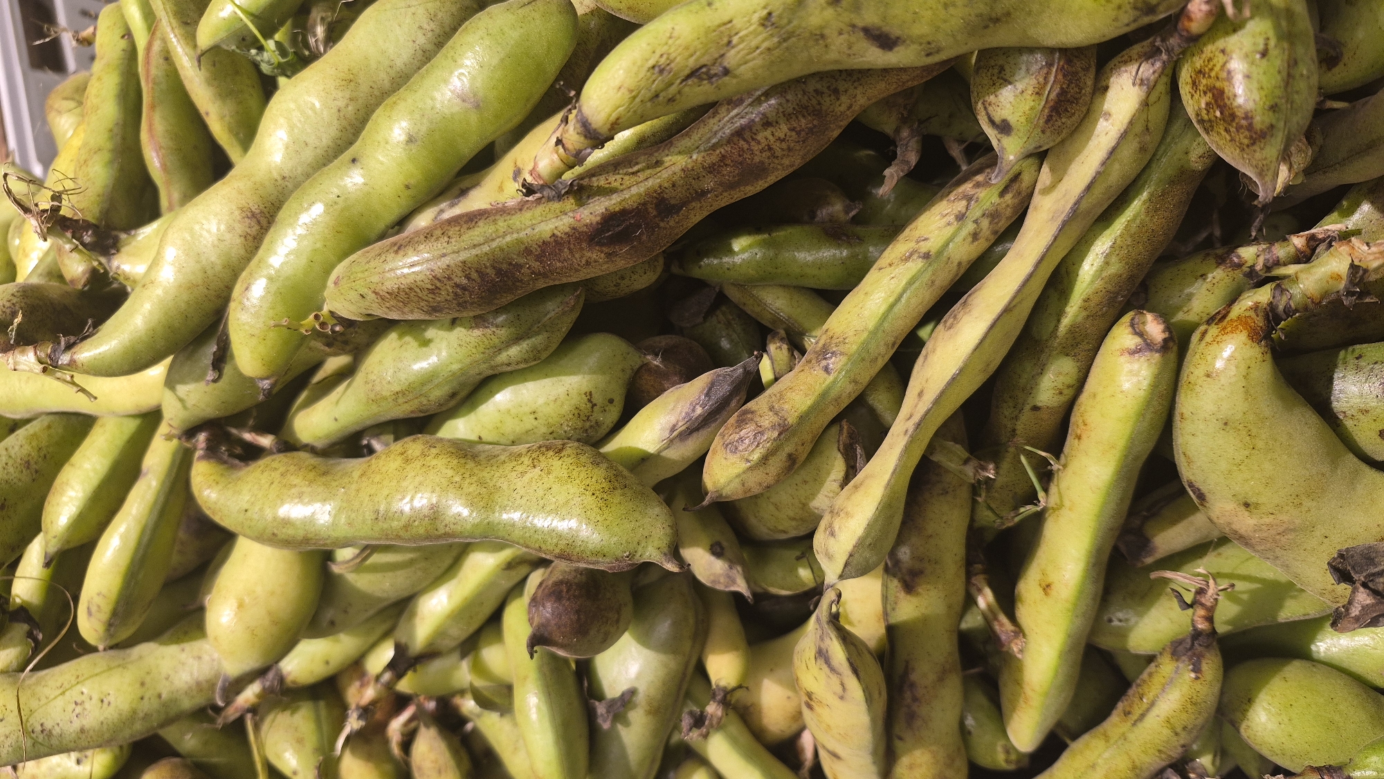A pile of fresh fava beans is shown in a close-up, top-down view. The beans are light green with some brown speckling and discoloration, and they are piled high, filling the frame. The texture of the beans appears slightly bumpy and leathery. The lighting suggests an outdoor or well-lit indoor environment, casting subtle shadows. The image is a detailed product shot, likely intended for commercial purposes, such as a grocery store display or online retail. There are no people or discernible geographical markers to place this image in Daugavpils, Latvia.