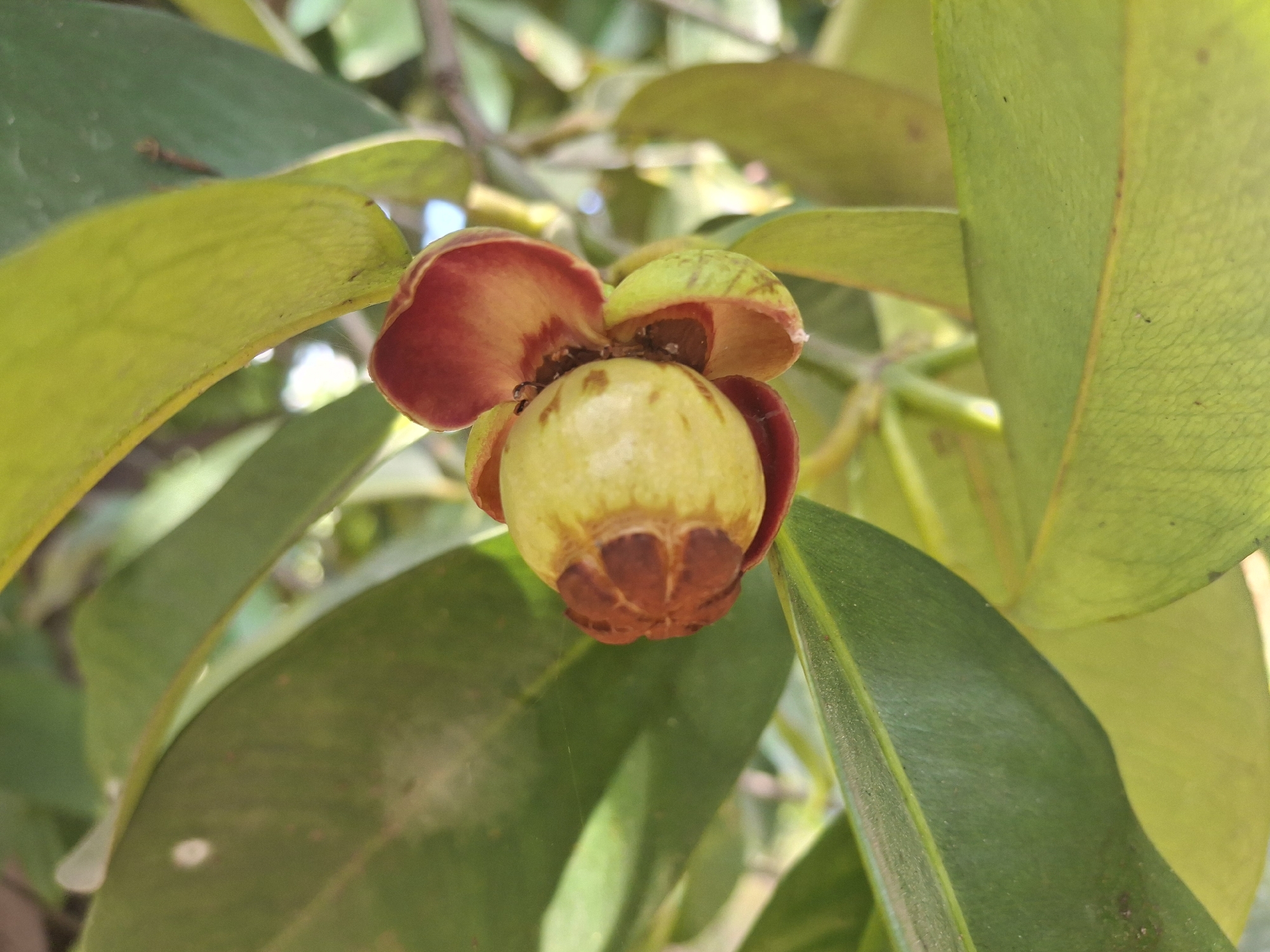 A small, immature fruit with a greenish-yellow body and reddish-brown sepals is developing on a tree branch. The fruit is partially surrounded by green leaves. The background consists of more green foliage and some bright, out-of-focus areas suggesting sunlight filtering through the leaves. This scene appears to be in Denok, Indonesia, likely in a garden or natural area.