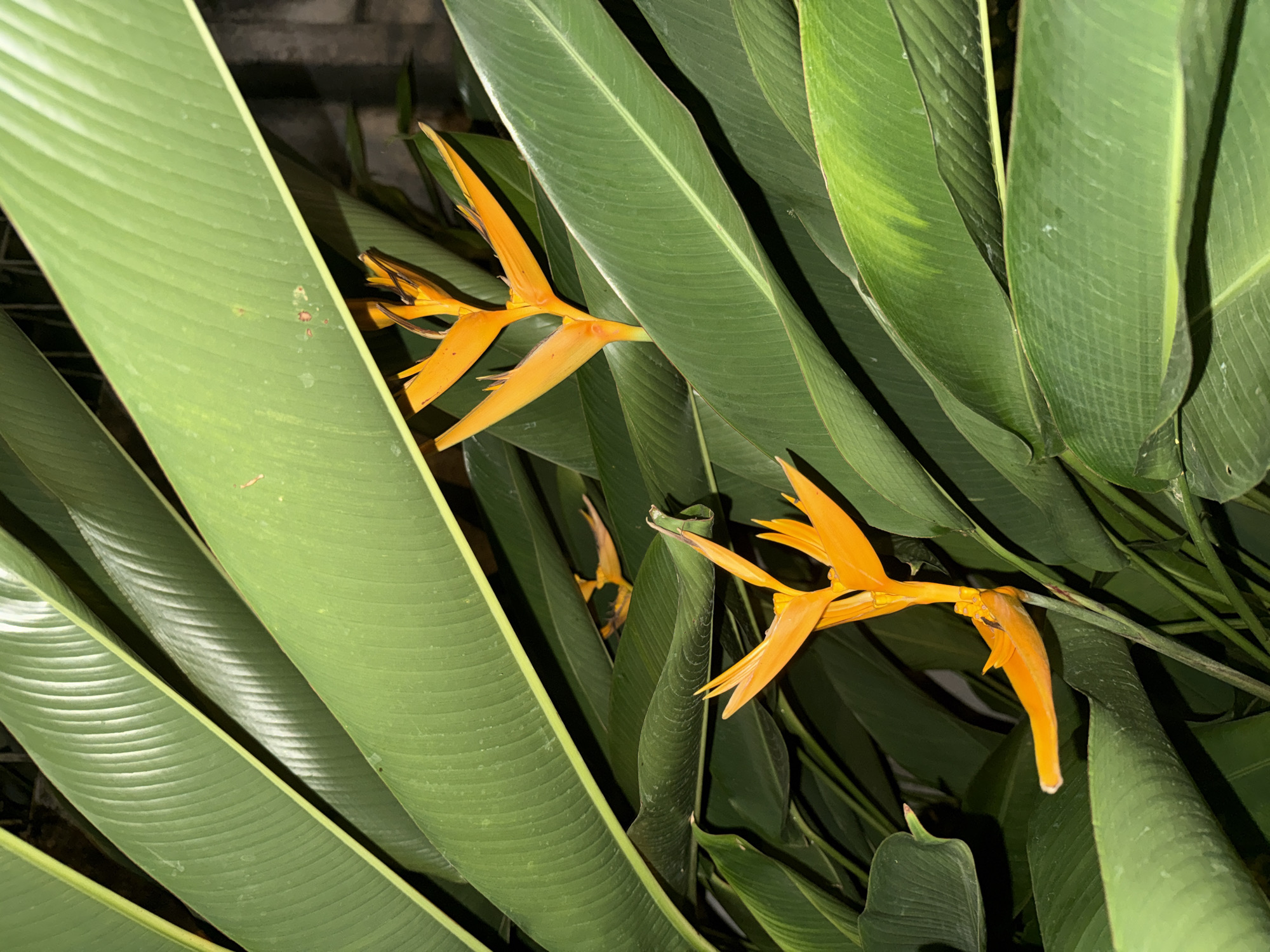 The image captures a close-up view of lush, green tropical foliage with two vibrant orange flowers. The flowers appear to be Heliconia, with their distinctive boat-shaped bracts and delicate petals. They are nestled among large, waxy leaves that are characteristic of tropical plants. The lighting suggests it is either dusk or a dimly lit indoor environment, casting shadows and highlighting the glossy texture of the leaves. The background is dark and slightly out of focus, hinting at a natural or cultivated setting, possibly in a garden or conservatory. The specific location in Kuta Selatan, Indonesia, implies a warm, humid climate conducive to such abundant plant growth. There are no people or visible human activity in the frame.