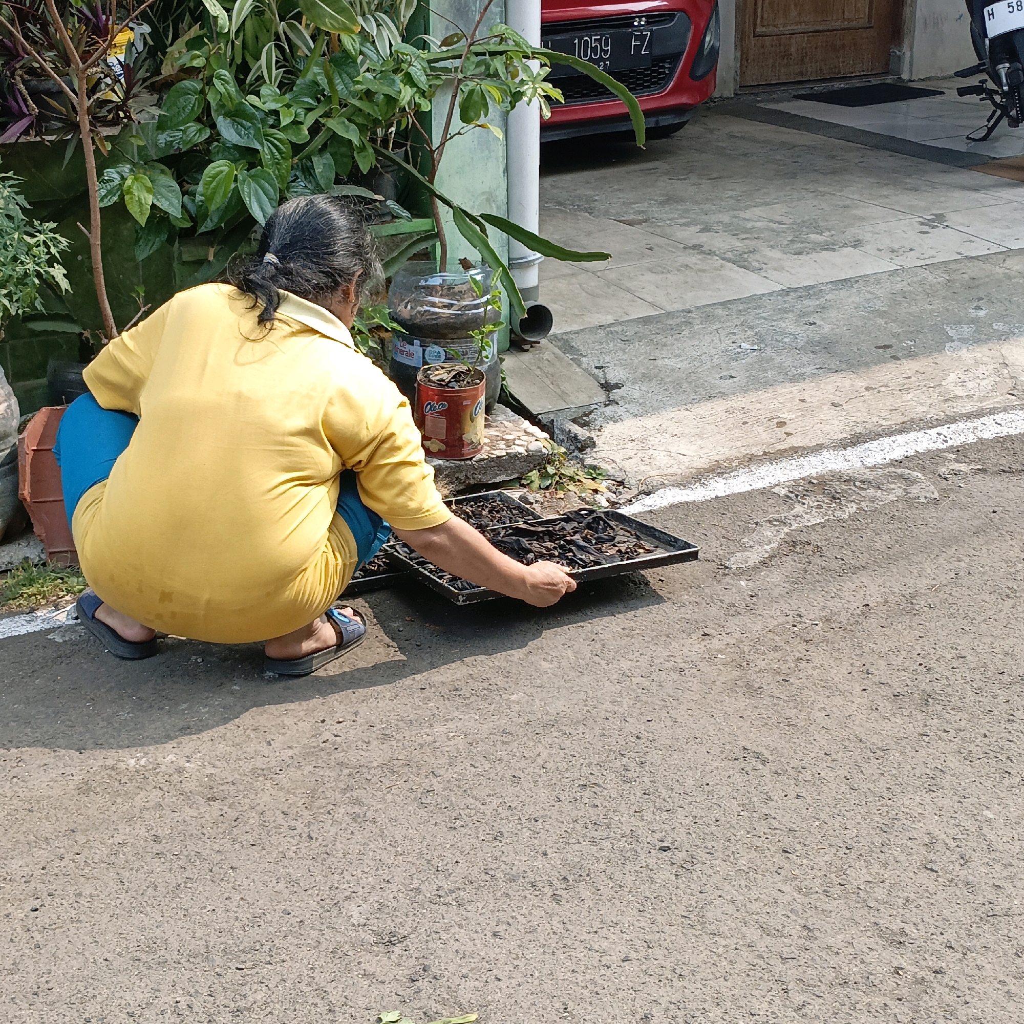 A woman is seen from behind, squatting on a paved surface next to a street in Salatiga, Indonesia. She is wearing a yellow t-shirt and blue pants, with her hair tied back in a ponytail. In front of her, she is holding a black tray filled with what appears to be dried leaves or plant matter. To her left, there is a red tin can and some potted plants. In the background, a red car is parked, and a motorcycle is visible. The environment suggests an outdoor setting, likely a residential area in Salatiga, characterized by its urban landscape with paved roads, buildings, and vegetation.
