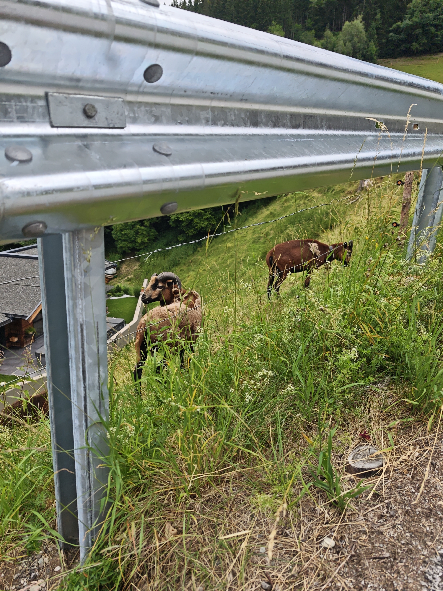 This image shows a rural scene in Filzen, Austria, characterized by a metallic guardrail in the foreground, separating a grassy hillside from a road. Two brown-colored sheep with dark horns are grazing on the hillside, partially obscured by tall grass and wildflowers. In the background, there are buildings with dark roofs, suggesting a residential area or farm. Further up the hill, a dense forest is visible. The overall impression is a natural landscape with human infrastructure.