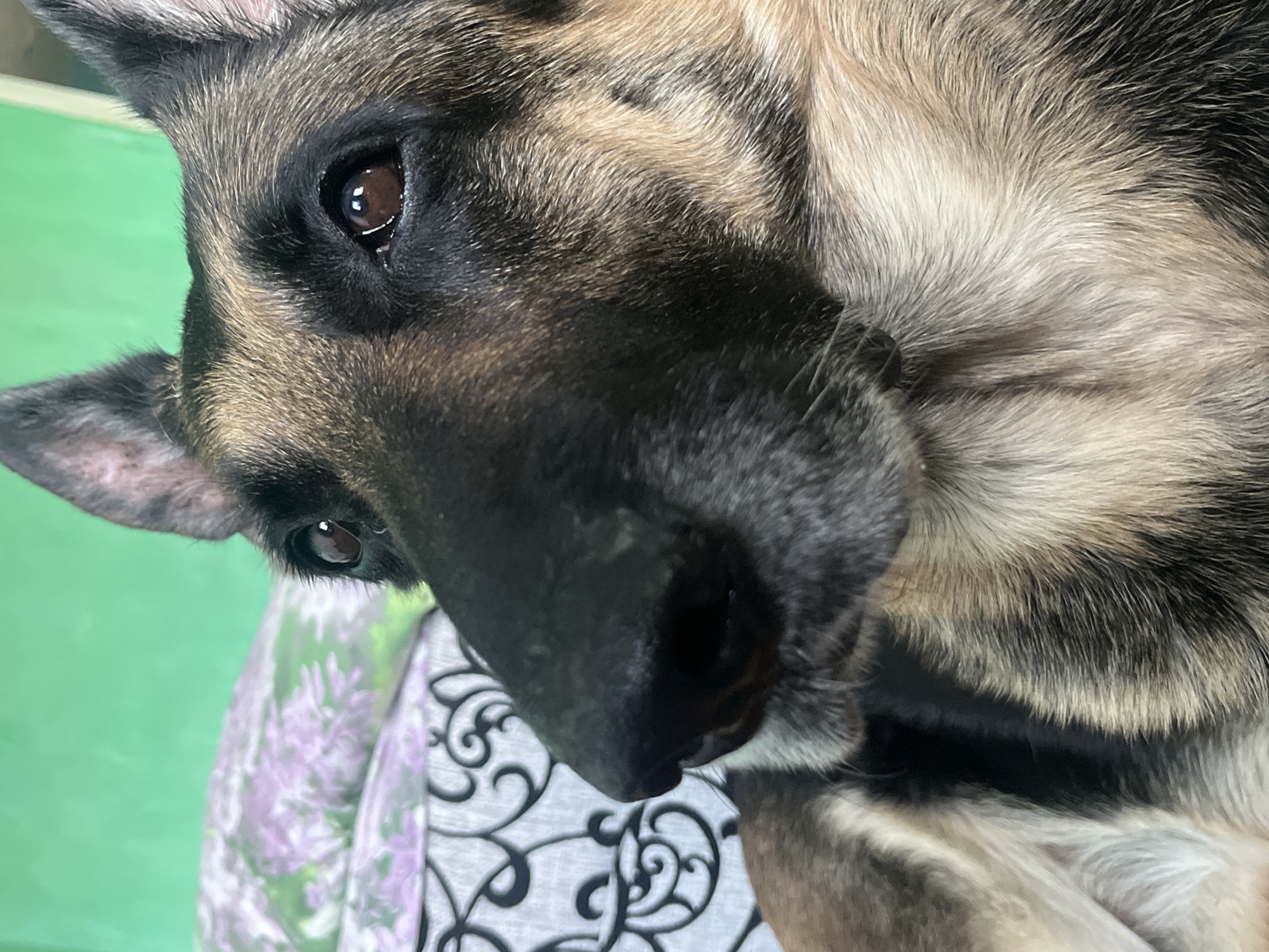 A close-up, tilted shot features the head of a German Shepherd dog. The dog's fur is a mix of black, tan, and gray. The dog's dark eyes are visible, and its nose is large and black. The dog's head is resting on a surface covered with a patterned fabric. The background includes a green wall. The location is not evident in the image.