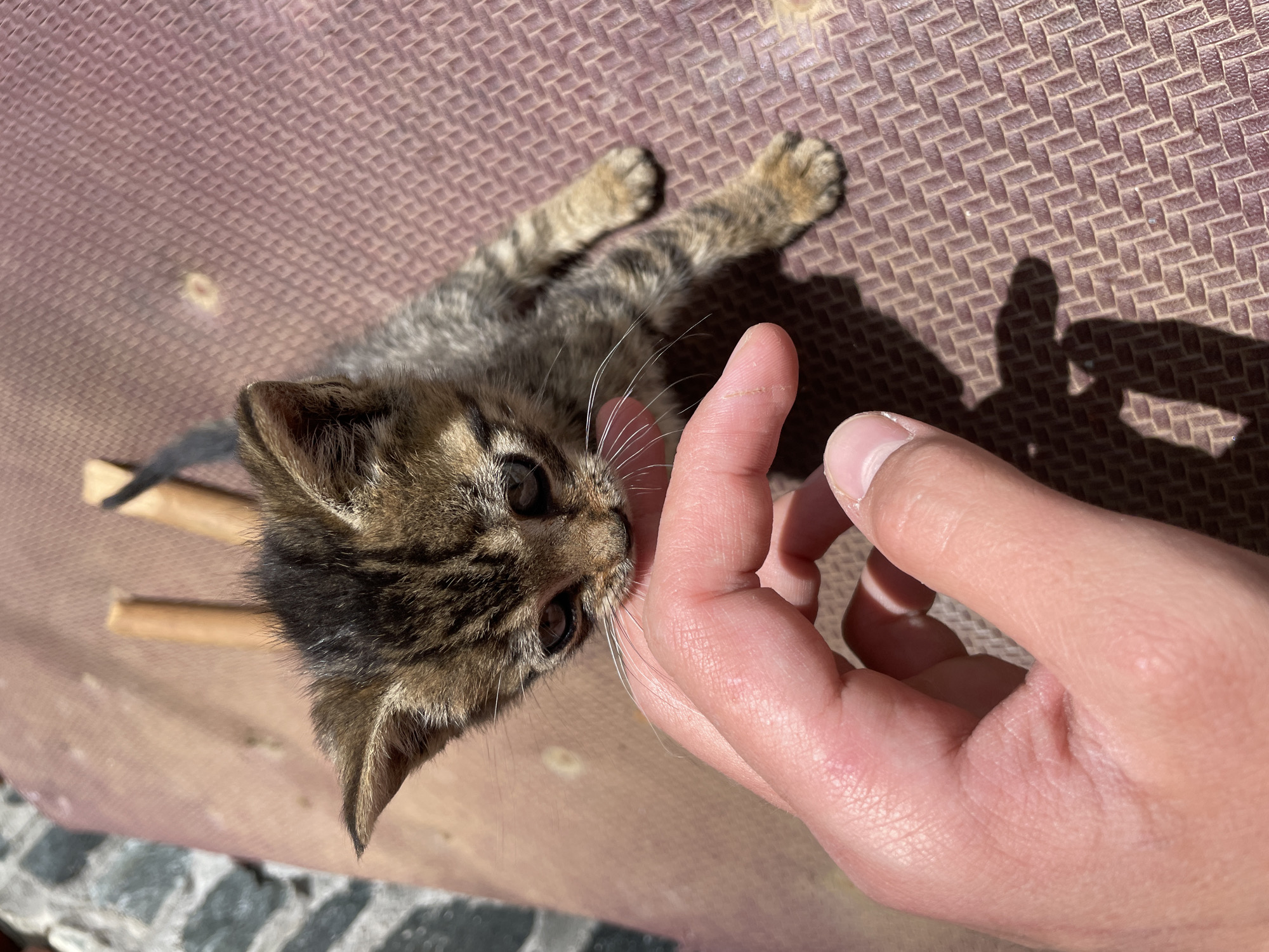 A small tabby kitten is lying on a brown surface with a textured pattern. The kitten is positioned at an angle, with its head towards the top left corner of the frame. Its paws are splayed out. A human hand is touching the kitten's face, with the fingers gently curled. The kitten appears to be interacting with the hand. The background includes a glimpse of a stone surface near the bottom edge of the frame.
The image appears to be taken outdoors in Zlatograd, Bulgaria, as indicated by the presence of sunlight and outdoor materials.