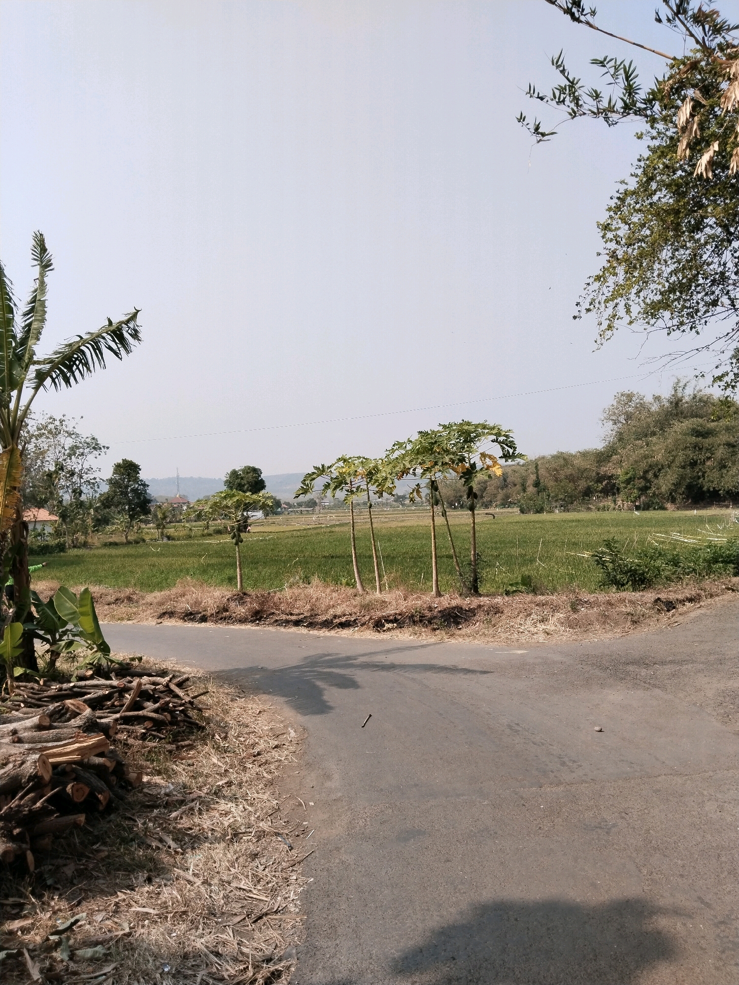 This is a photograph taken outdoors in a rural area, likely in or near Pakulaut, Indonesia, during daylight hours. The foreground features a paved road that curves to the right, with a pile of cut logs and dry vegetation on the left side. Beyond the road lies a green field, possibly rice paddies, with a few young trees lining its edge. In the background, a line of trees forms a natural horizon, with a distant hazy landscape and sky. The overall impression is one of a tranquil, undeveloped agricultural environment.
