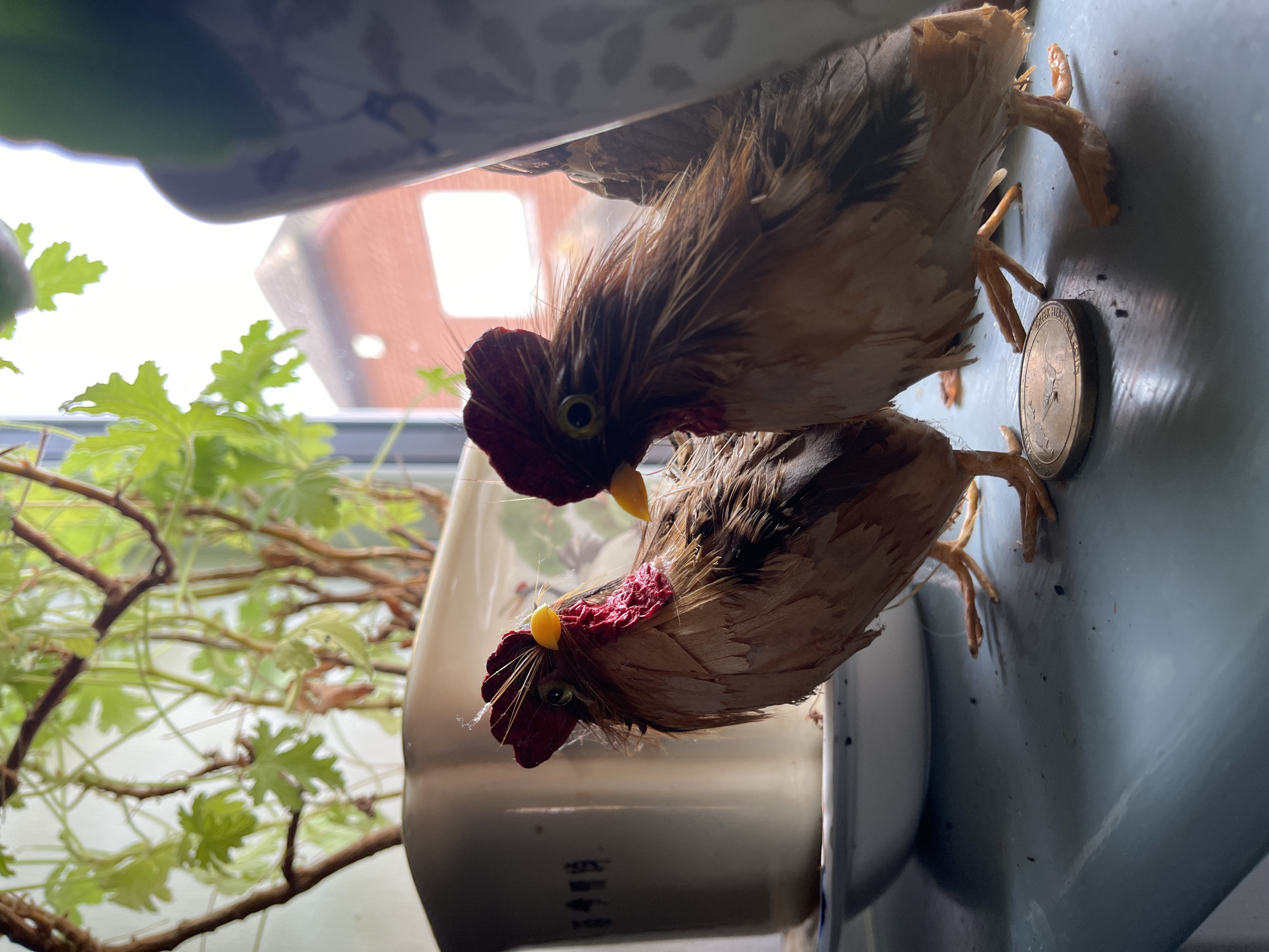 Two taxidermied bantam chickens stand beak-to-tail on a pale blue surface. Adjacent to the chickens' feet is a golden coin, possibly a U.S. dollar coin. To the left, a houseplant with green leaves climbs against a blurry window background, revealing glimpses of brick buildings. The photograph was likely taken indoors, possibly near a window in Maidstone, United Kingdom.