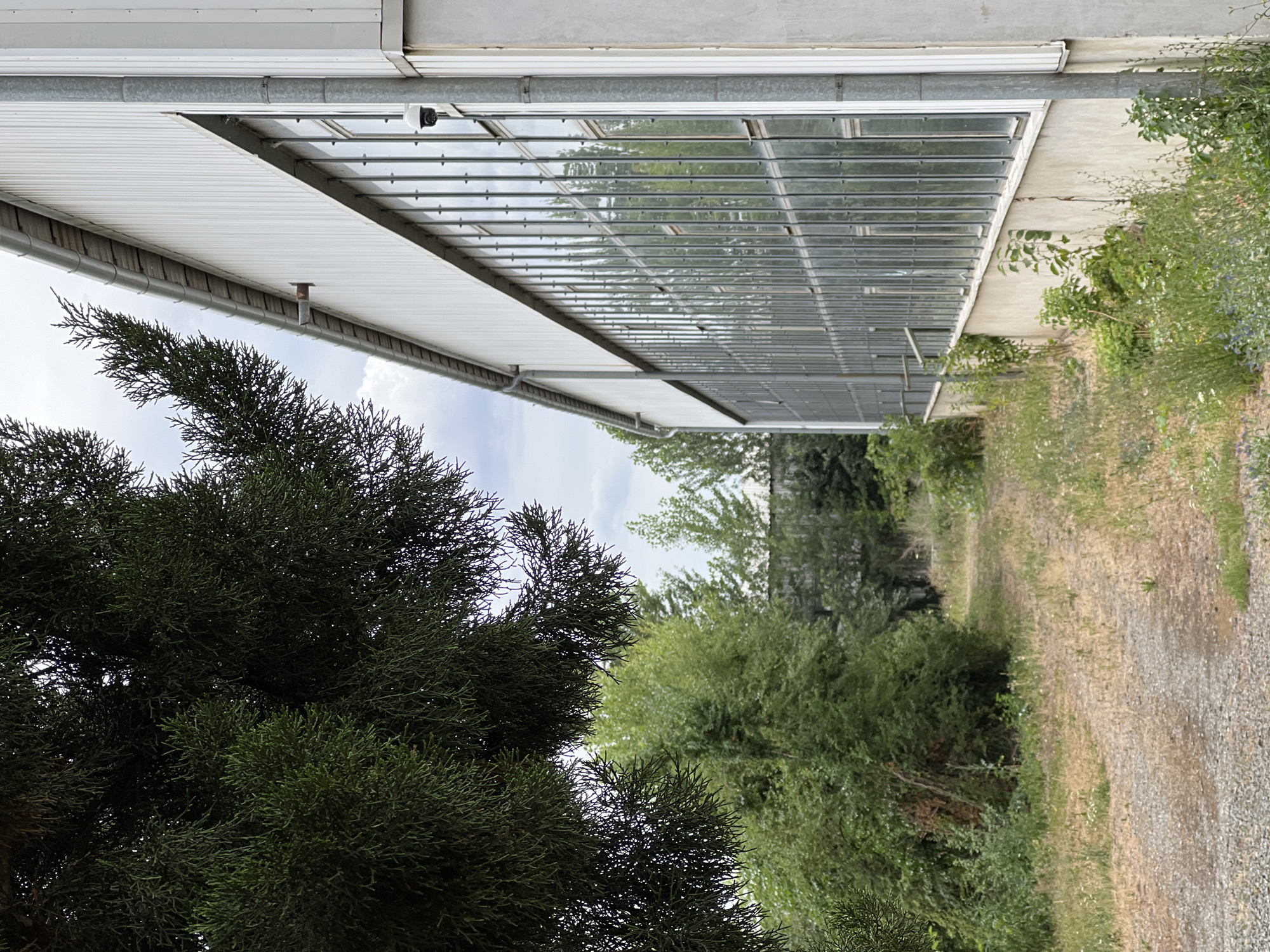 In Lanžhot, Czechia, an industrial building with a white corrugated metal facade and a long row of tall, vertically-paned windows runs along the right side of the image. A downspout and a security camera are attached to the building's exterior. In the foreground and left of the frame, dense green evergreen branches partially obscure the view of the building and a dirt path that curves through overgrown grass and weeds. The path leads towards a line of trees in the background, with a glimpse of another industrial structure behind them. The sky above is overcast.