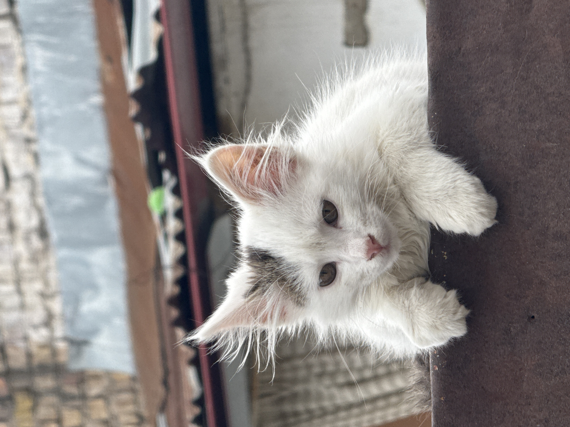 A white kitten with light brown eyes and patches of gray fur on its head is positioned against a brown, rough-textured surface. The kitten is looking directly at the camera, resting its paws on the edge. The background is blurry, revealing hints of a building and greenery. Based on the architectural elements in the background, this image appears to have been taken in Tashkent, Uzbekistan.