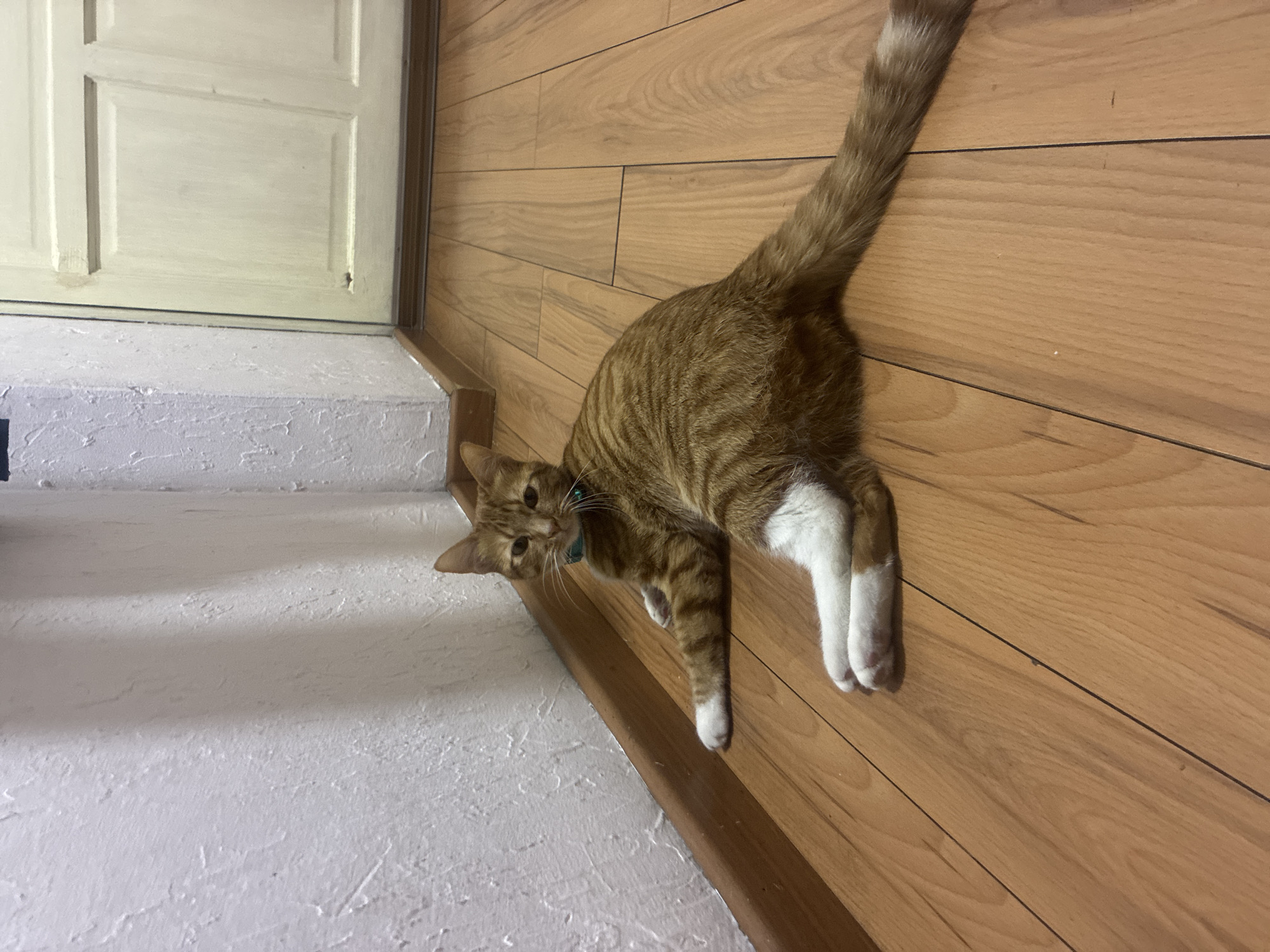 An orange tabby cat with white paws and chest is the central subject of this indoor photograph, reportedly taken in Mexico City, Mexico. The cat, wearing a light blue collar, is depicted lying on its side on a light wooden plank floor, with its head turned towards the camera, engaging the viewer with a direct and curious gaze.
The cat's body extends vertically along the right side of the frame, with its front paws resting on the wooden floor and its back legs relaxed. The wooden floor, characterized by warm, light-colored planks with visible grain and dark grout lines, occupies approximately two-thirds of the image.
To the left, a portion of a cream or light beige paneled door is visible, positioned above a textured white wall or stairwell base. The lighting suggests an indoor setting, likely during the day. The overall impression is one of a comfortable domestic scene, capturing the cat in a relaxed and observant pose. No text is visible in the image.
