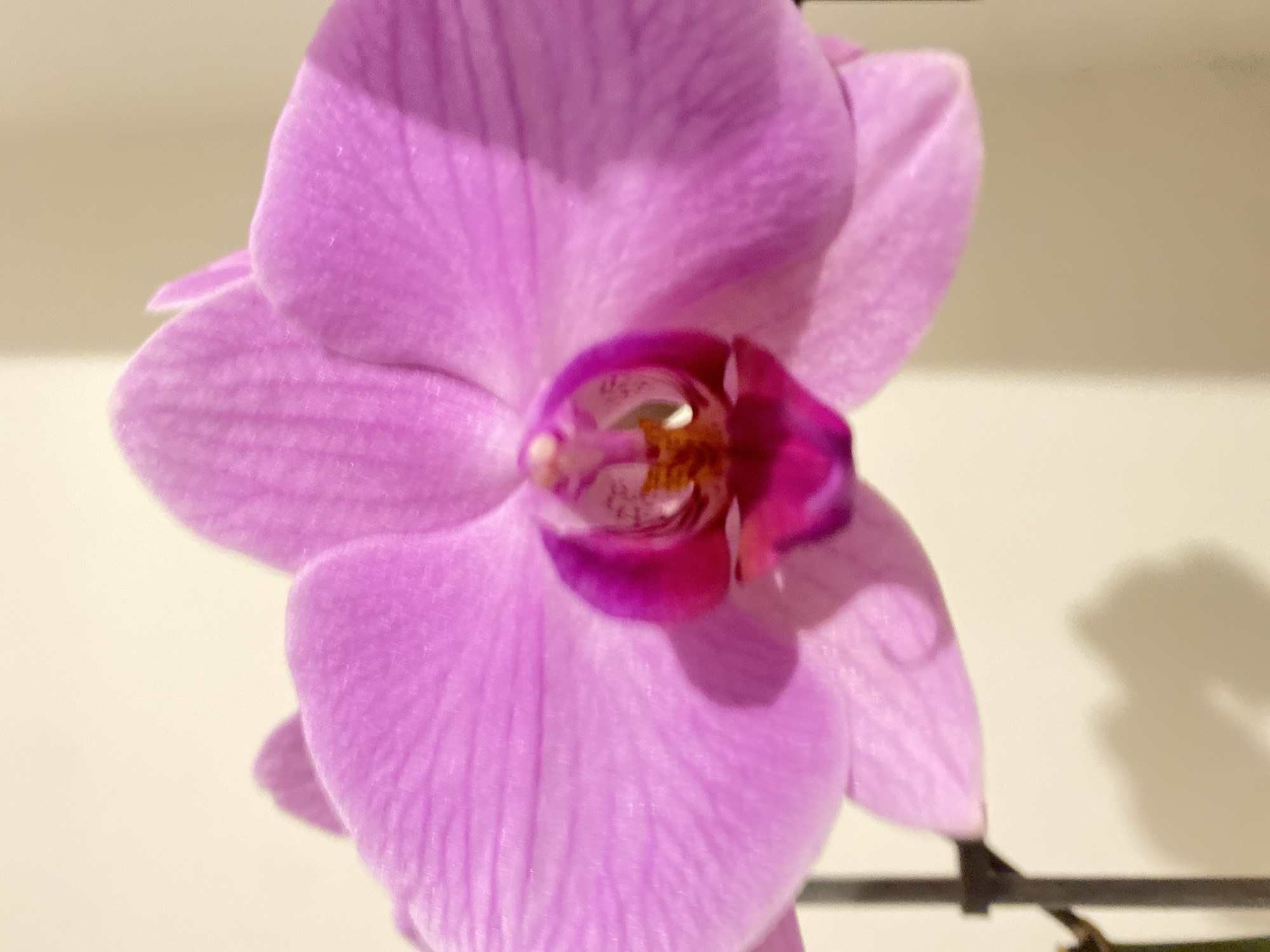 A close-up shot of a pink orchid with a dark pink center. The flower is in focus, with the background a plain white surface. A thin dark stem is visible at the bottom right of the frame. There is a blurry shadow on the right side. The location is not discernible from the image; therefore, there is no way to identify the city of Alanya, Turkey.