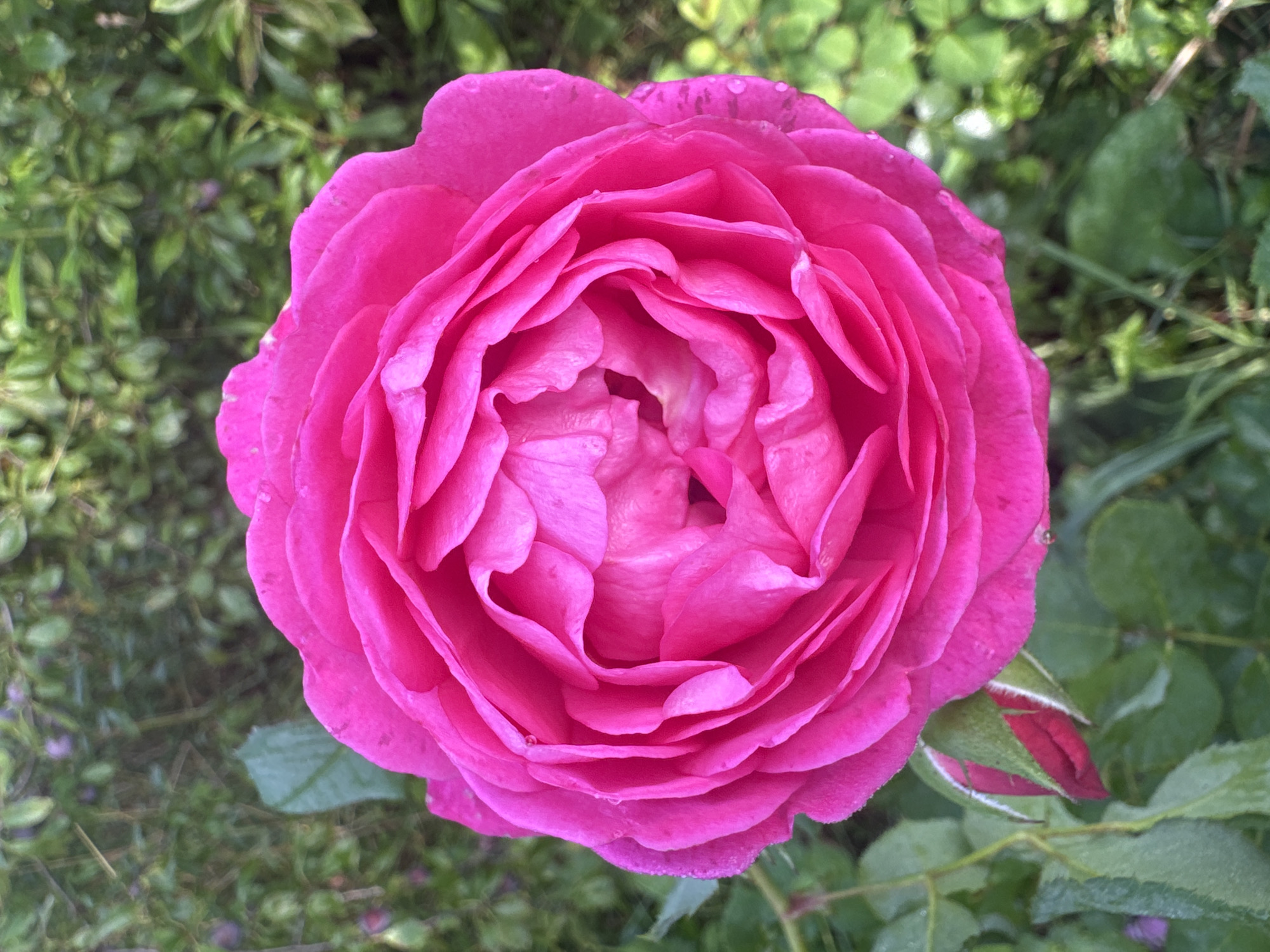 A close-up, overhead shot captures a vibrant fuchsia rose in full bloom against a blurred backdrop of lush green foliage. The rose's petals are tightly coiled in the center, gradually unfurling outwards, revealing delicate textures and subtle variations in shade. A single, unopened rosebud peeks out from the lower left of the frame, its dark pink tip contrasting with the surrounding green sepals. The scene is set outdoors, likely in a garden setting in Tikeevo, Russia, with soft, diffused lighting suggesting it could be early morning or late afternoon. There are no people or animals present. The overall impression is one of natural beauty and tranquility.