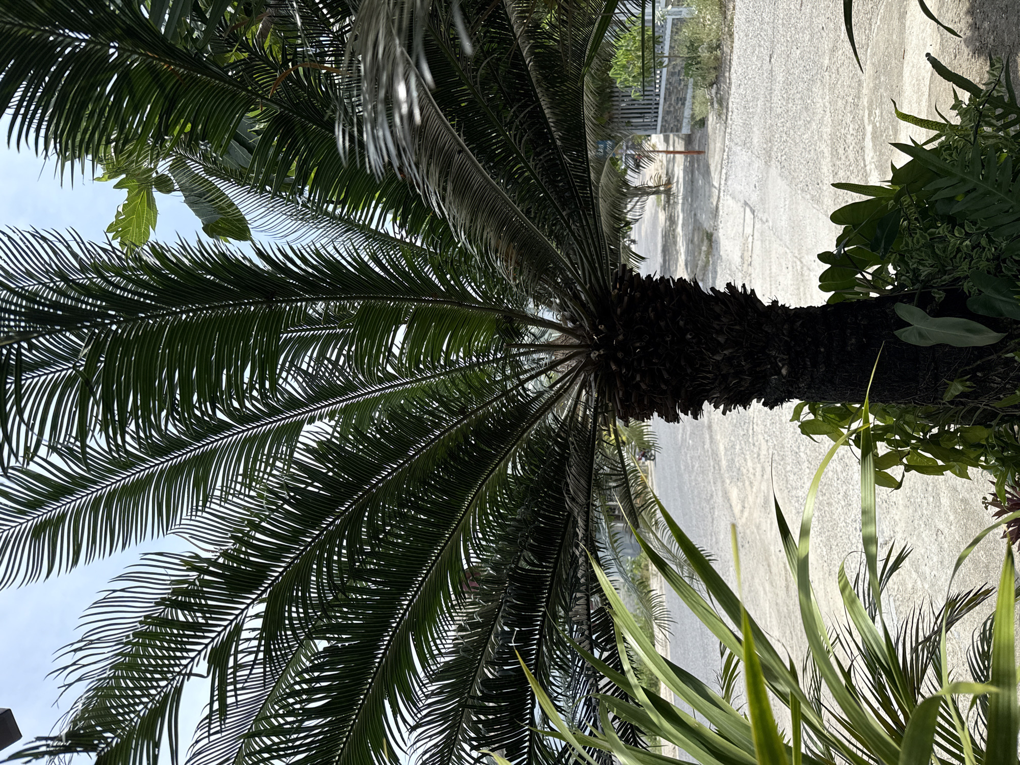 The image depicts a close-up view of a sago palm tree with its dark, textured trunk and lush green fronds dominating the foreground. The fronds fan out upwards and outwards, some showing signs of age or dryness. Surrounding the base of the palm are various other green plants, including broad-leafed varieties and smaller, more delicate ferns.
Beyond the palm, a paved street is visible, appearing to be made of concrete or asphalt with some gravel scattered on the surface. The street is lined with low-lying vegetation and a fence made of stone and metal posts. In the distance, a few buildings or structures are discernible, and a motorbike is parked or moving on the street. The sky above is bright and clear, suggesting daytime. The overall setting appears to be a residential or semi-urban area, likely outdoors in a tropical or subtropical climate given the presence of the palm tree and abundant foliage. The location is identified as a street in Bac Nha Trang Ward, Vietnam.