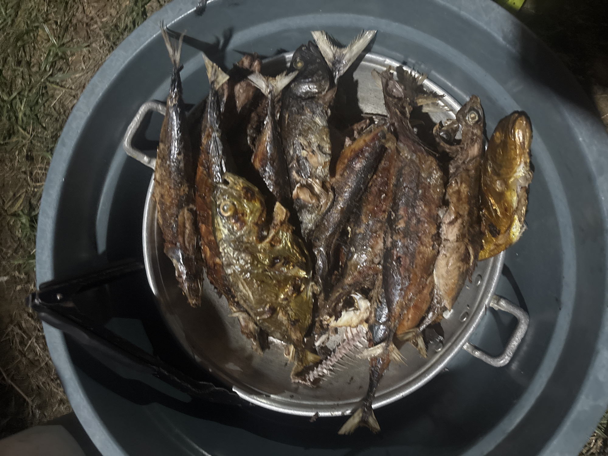 A close-up, overhead shot shows a large, grey plastic tub containing a metal steaming rack filled with several grilled fish. The fish appear to be of varying sizes and degrees of doneness, with some showing crispy, browned skin and others more flaky, white flesh. A pair of black tongs rests on the rim of the tub. The background is blurred, but appears to be an outdoor setting with grass and dirt visible. The lighting suggests it may be evening or nighttime. This scene is likely taking place in Lhokseumawe, Indonesia, given the mention of a specific city in the prompt.
