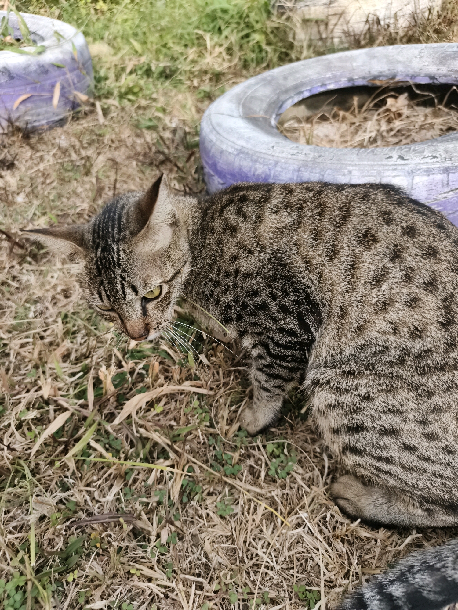 A medium shot shows a tabby cat lying on dry grass near two painted tires, one purple and one with a blue and purple rim. The cat is facing left with its head down, and its body is curled. The cat's fur is a mix of brown and black stripes. The tires appear to be discarded or repurposed as planters. The scene suggests an outdoor urban or suburban setting, possibly a yard or alley in Mundung, Indonesia, where such recycled materials might be found. The lighting is natural and appears to be daylight.