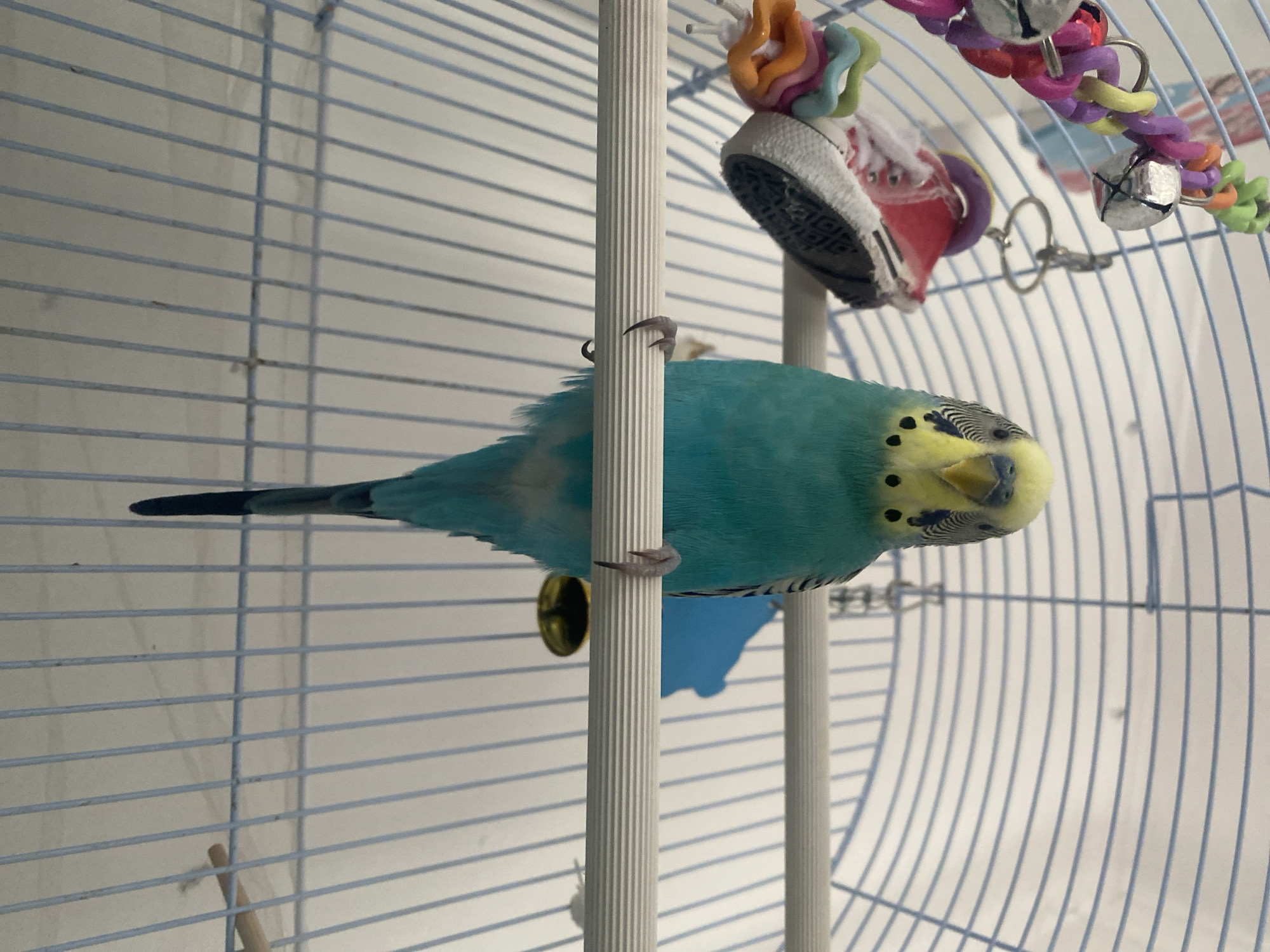 A bright, full shot features a turquoise and yellow budgie perched on a white, fluted perch inside a white wire cage. The budgie faces the viewer with its head cocked slightly to the right. The bird’s black-and-yellow striped head is prominent, with small black spots around its cheek. The budgie’s tail feathers extend to the left. Above the budgie, there are several toys attached to the cage, including a small sneaker and a multicolored chain with bells. The cage has a curved back made of vertical wires. The background appears to be a plain white wall.