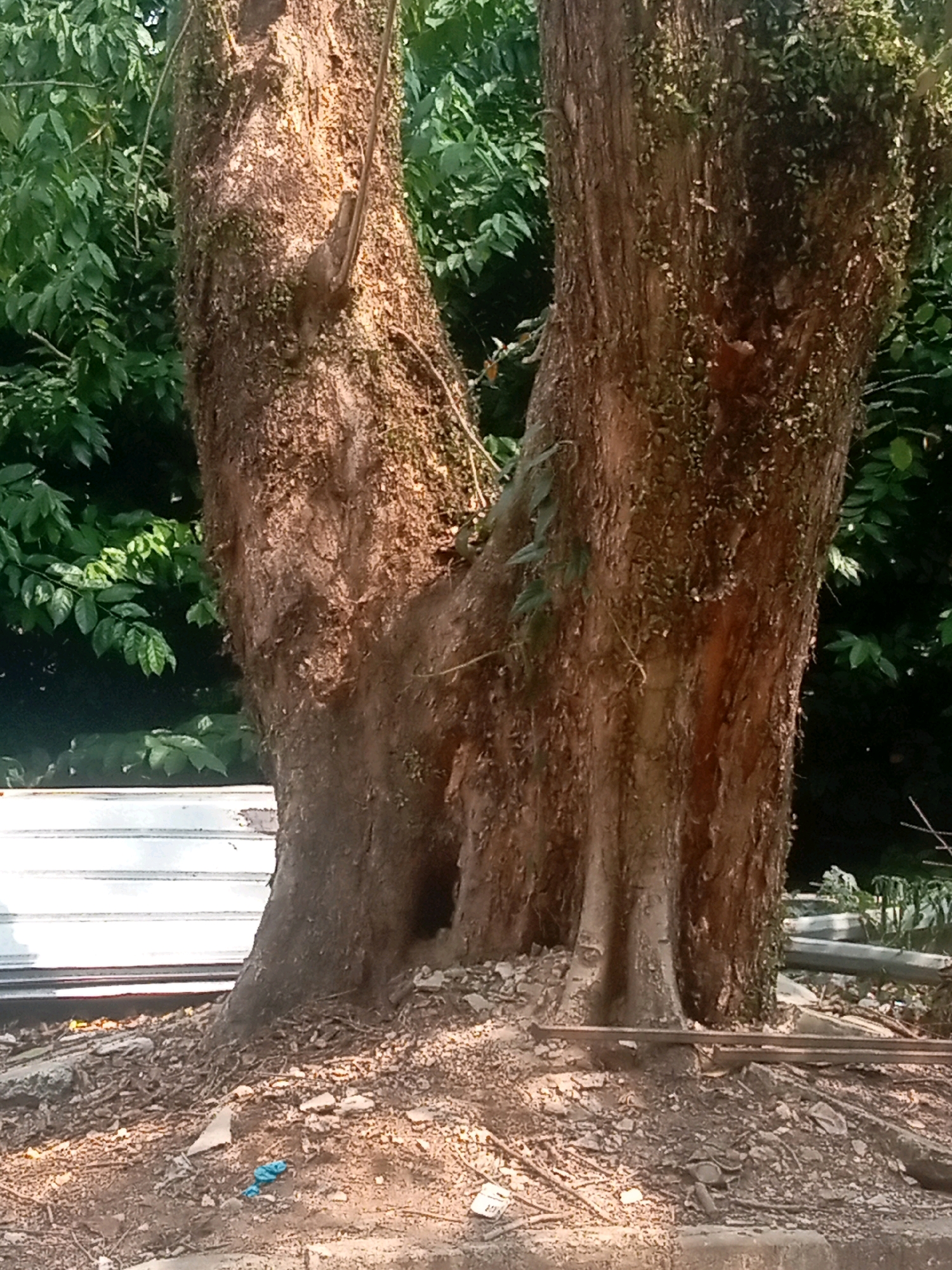 The image shows a close-up of a thick, gnarled tree trunk with a textured, moss-covered bark. The tree has split into two main branches near its base, creating a V-shape. The ground around the tree is covered in loose soil, small stones, and some debris, including a small piece of blue plastic. Behind the tree, lush green foliage is visible, suggesting an outdoor environment. To the left of the tree, a corrugated metal structure, possibly a fence or part of a building, is partially visible. The lighting suggests it is daytime. This scene appears to be an outdoor location within Batam, Indonesia, likely a roadside or a natural area within the city. There are no people or animals present in the image.