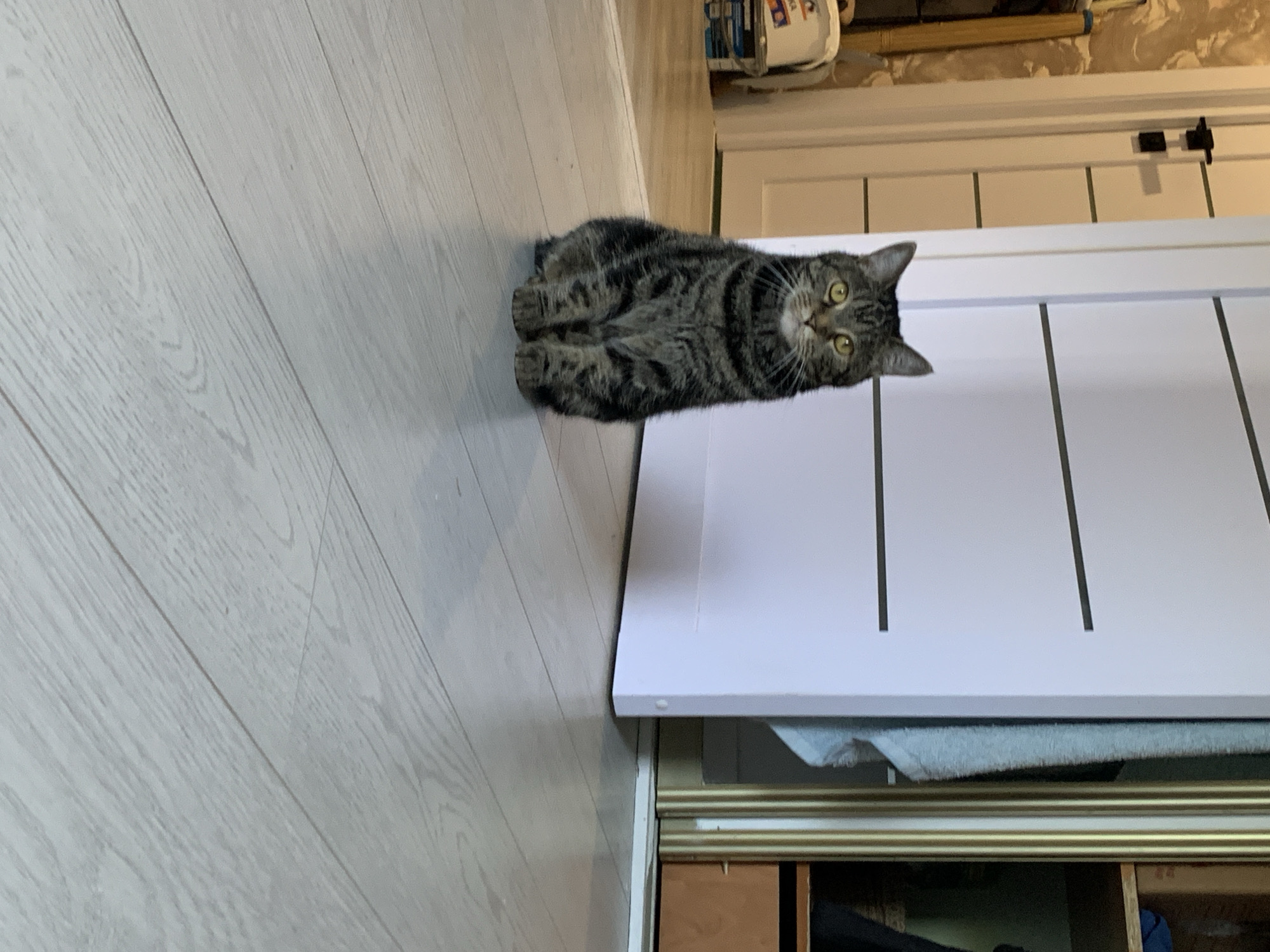 A tabby cat is sitting on a light-colored wooden floor, facing the camera. The cat is predominantly grey and black with distinct stripes. Its eyes are yellow and it is looking directly forward. Behind the cat, a white door with horizontal dark lines is visible. To the left of the door, part of a wall with a textured wallpaper pattern can be seen, along with some items on the floor including a white bucket-like object. To the right of the door, there is a sliding wardrobe or closet with vertical metallic trim and some items visible inside, including a light blue towel and wooden shelves. The overall environment appears to be an indoor setting, likely a home. The image does not contain any specific elements that would allow for its location to be determined to Stavropol, Russia.