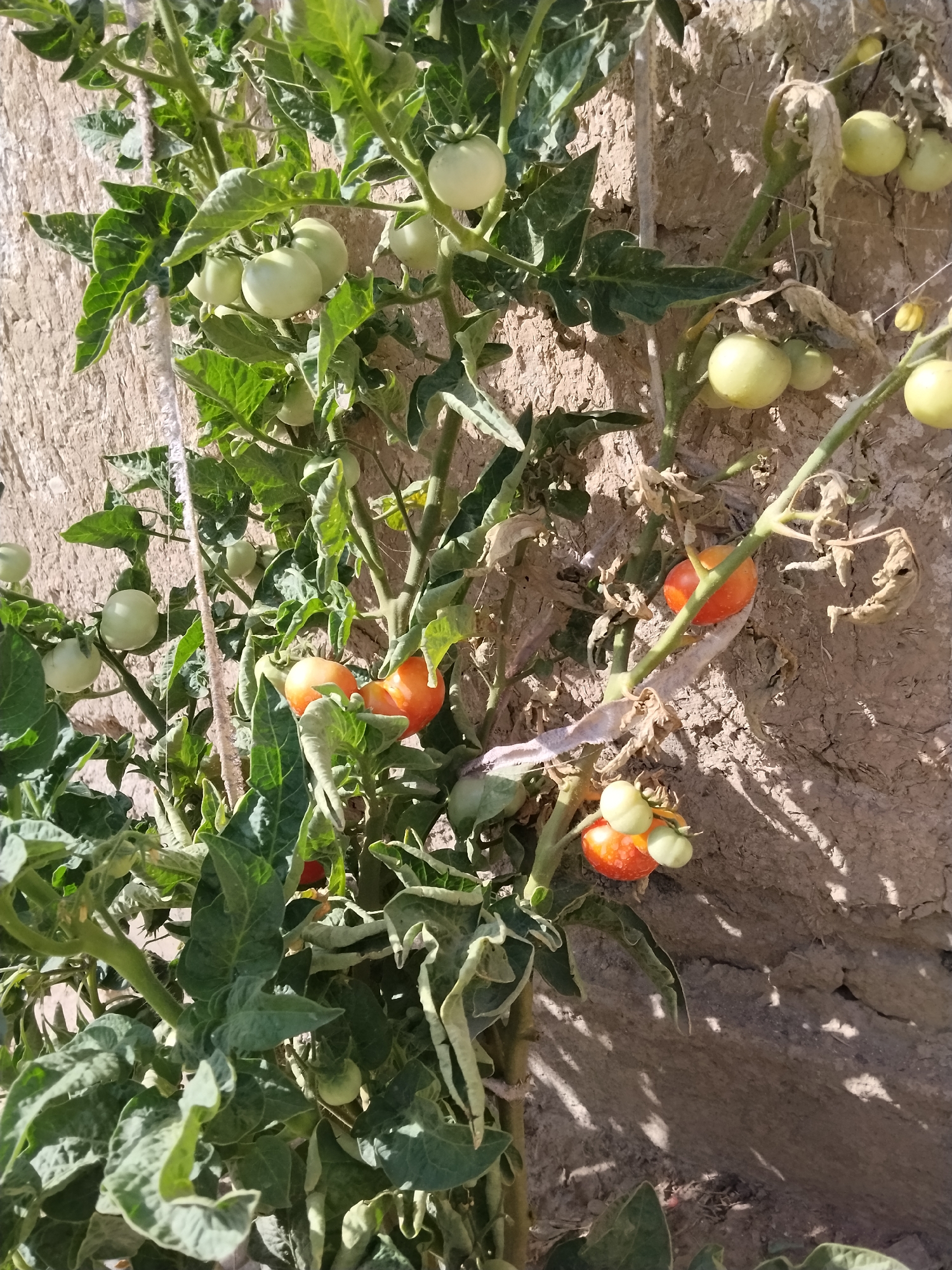 A close-up, vertical shot captures a tomato plant against a weathered, mud-brick wall in Kulob, Tajikistan. The plant, laden with numerous green and a few ripening red tomatoes, is supported by a coarse, fibrous twine. The tomatoes vary in size and stage of development, with some still small and pale green, while others are larger and showing patches of red. The leaves of the plant are a vibrant green, though some appear slightly wilted. The wall behind the plant is textured and shows signs of age and erosion, with shadows cast across its surface by the surrounding vegetation. The overall scene suggests an outdoor garden setting.