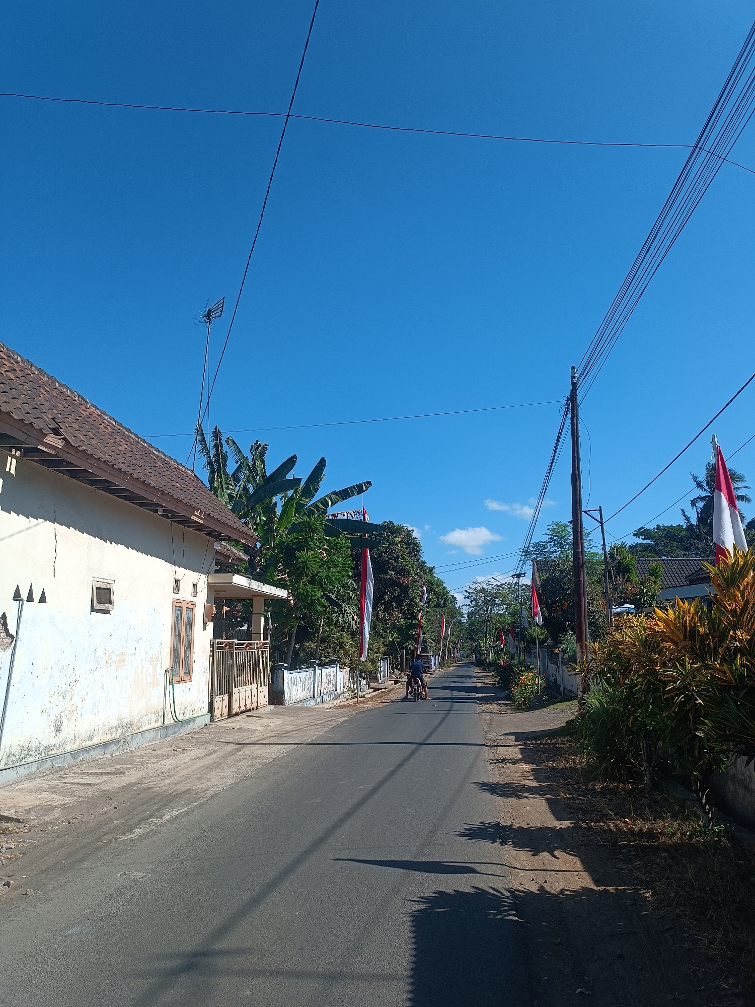 This is a clear, eye-level, outdoor, daytime, full-shot photograph taken on a paved road in the city of Brongkal, Indonesia. The scene is a quiet street lined with houses and vegetation under a bright blue sky.
On the left side of the road, a light-colored house with a terracotta tile roof is visible. The house has a small window and a metal gate. Beyond the house, there are banana trees and other lush green foliage. Several Indonesian flags, red and white, are displayed along the roadside, indicating a possible national holiday celebration.
The road itself is asphalt and appears to be in good condition. A single person is riding a motorcycle down the center of the road, heading away from the camera. The motorcycle is dark-colored, and the rider is wearing a blue shirt.
On the right side of the road, there are more houses, fences, and dense vegetation, including plants with yellow and green leaves. Power lines stretch across the sky, supported by wooden poles. The shadows cast by trees and other objects create a textured pattern on the road and the ground. The overall impression is of a peaceful rural or suburban street in Indonesia.